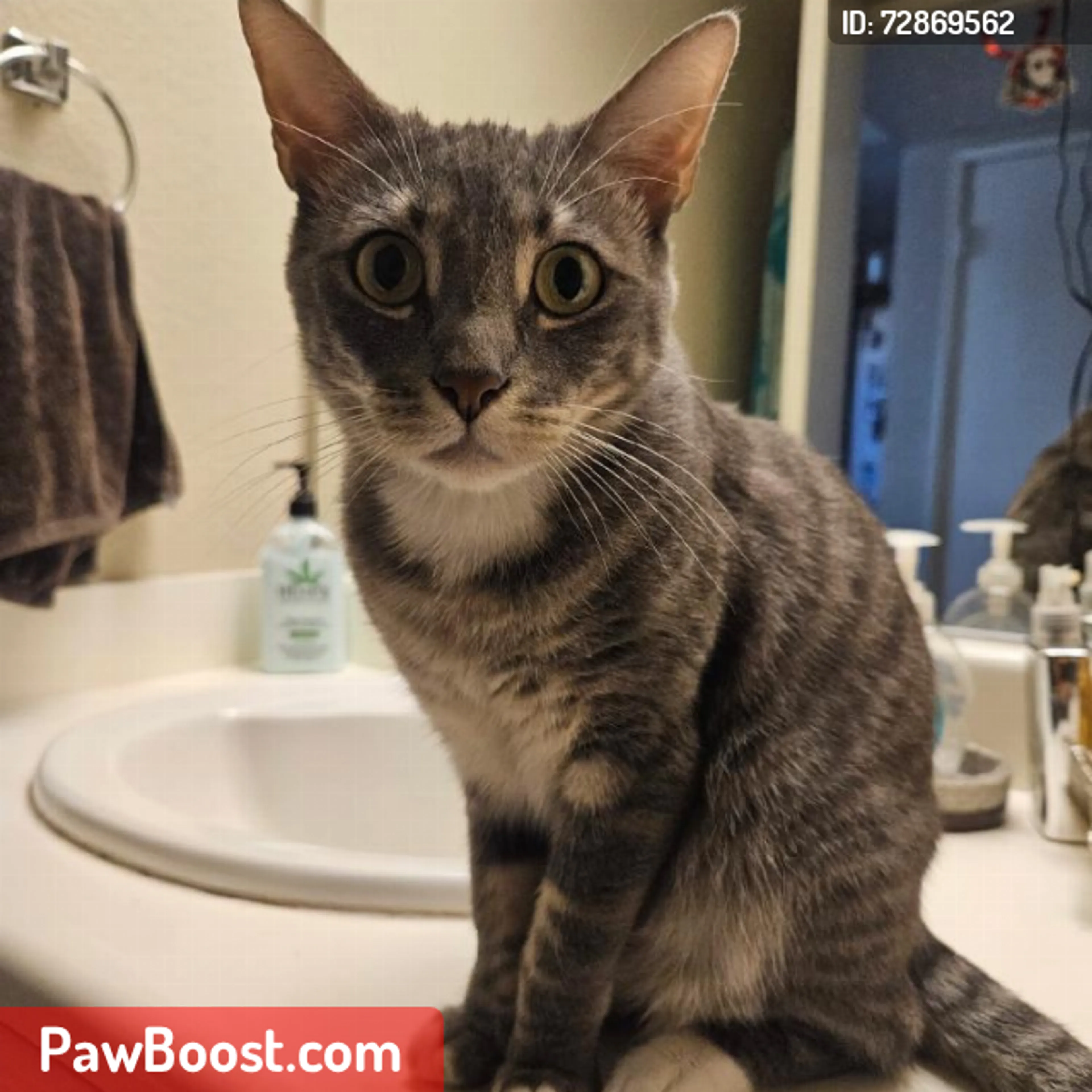 Lost pet