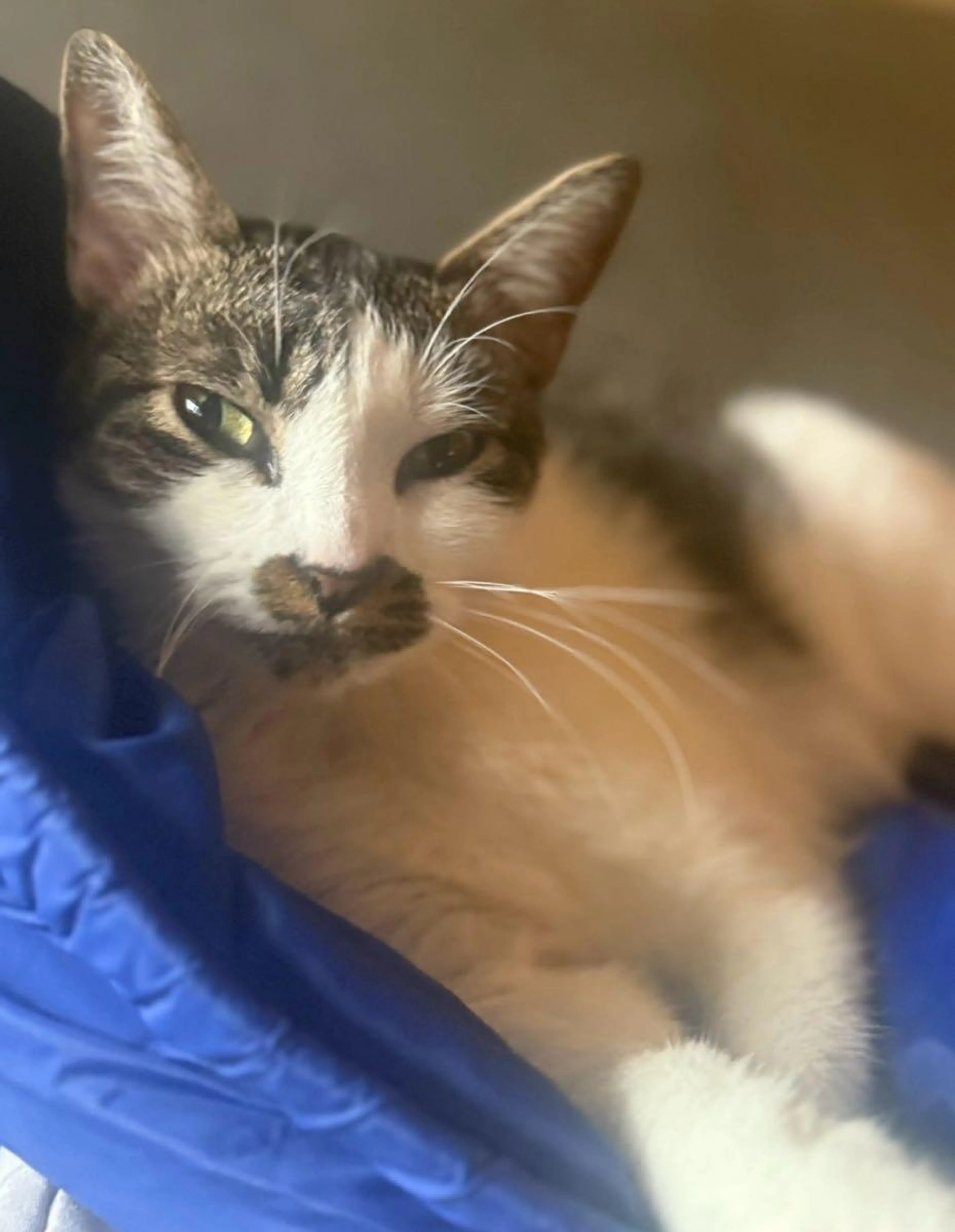 Lost pet