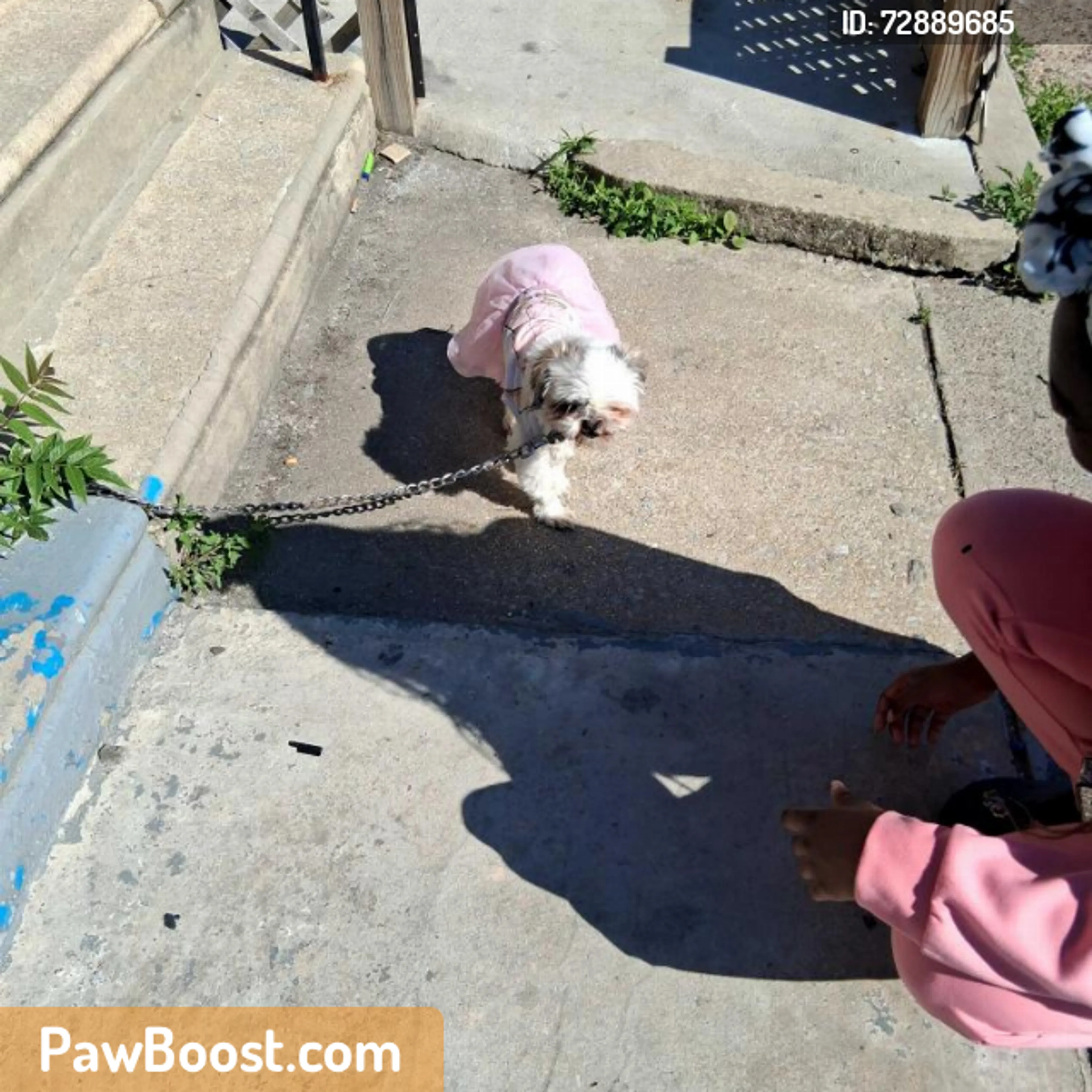 Found pet