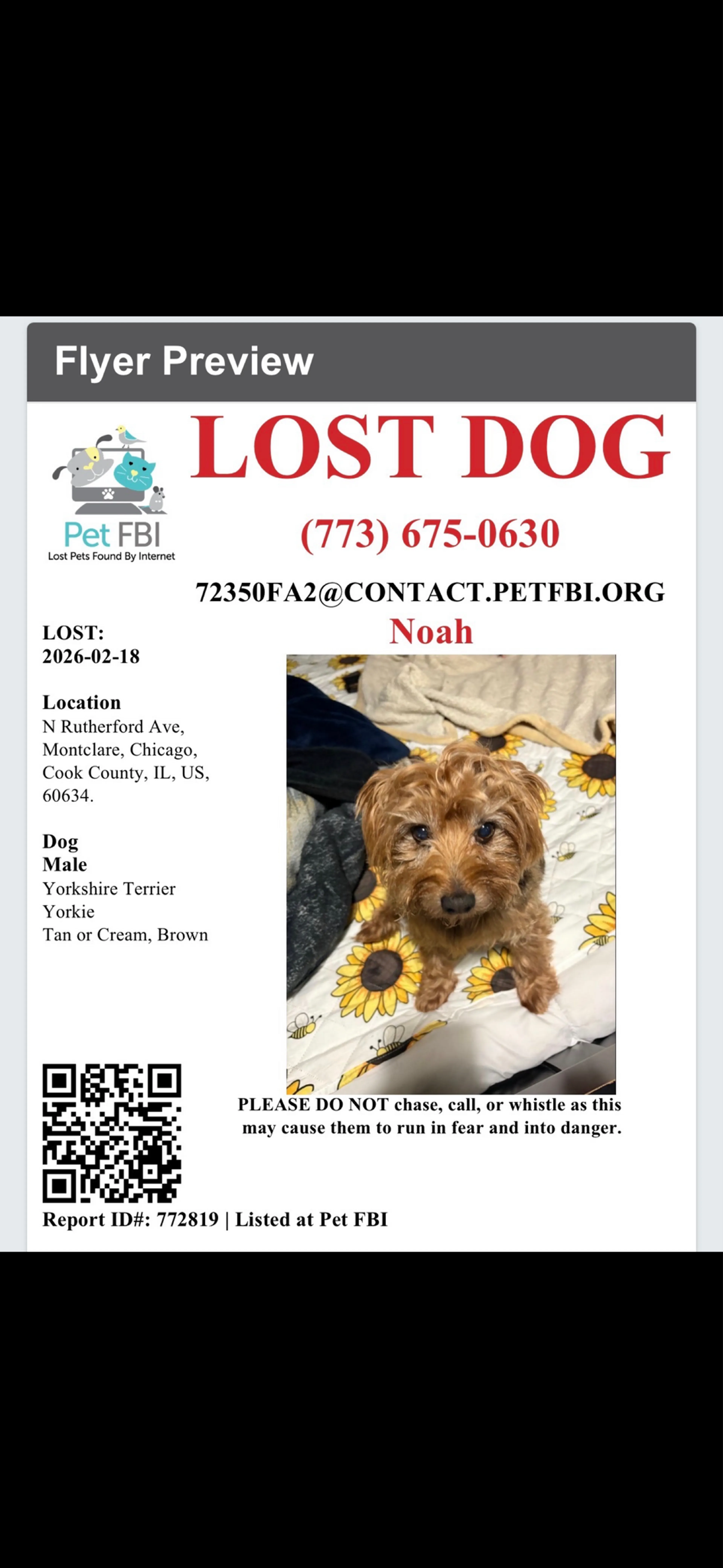 Lost pet