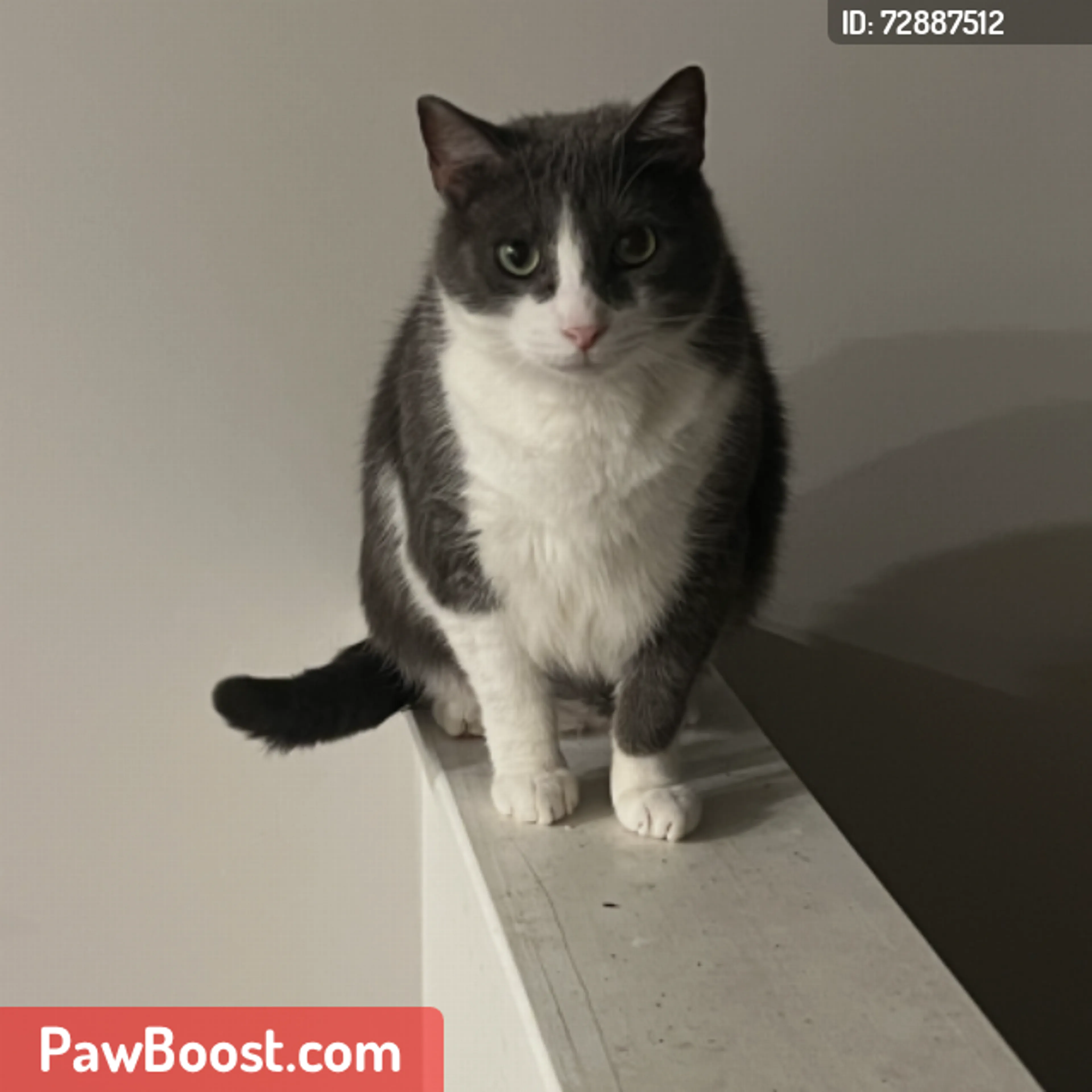 Lost pet