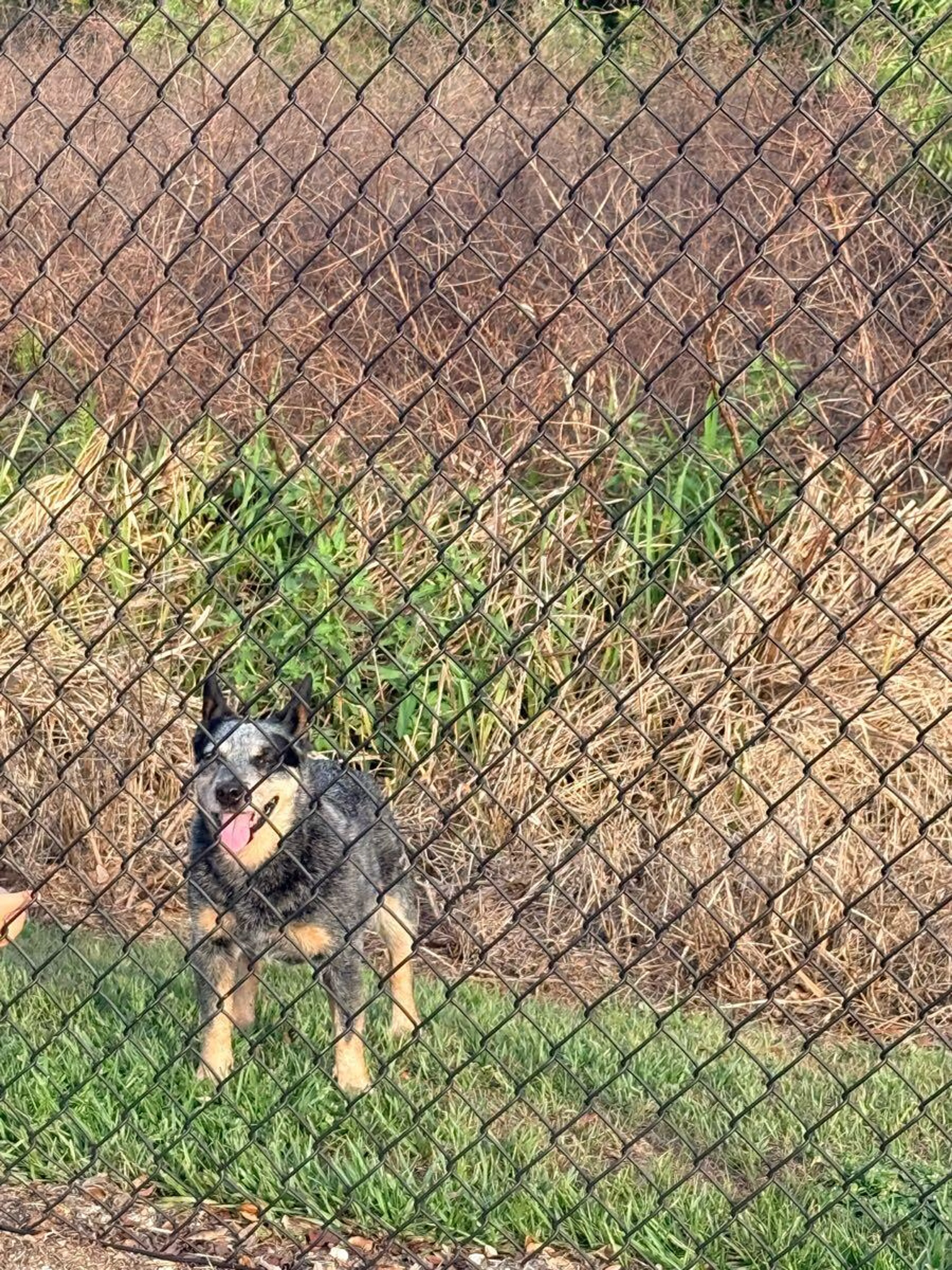 Found pet