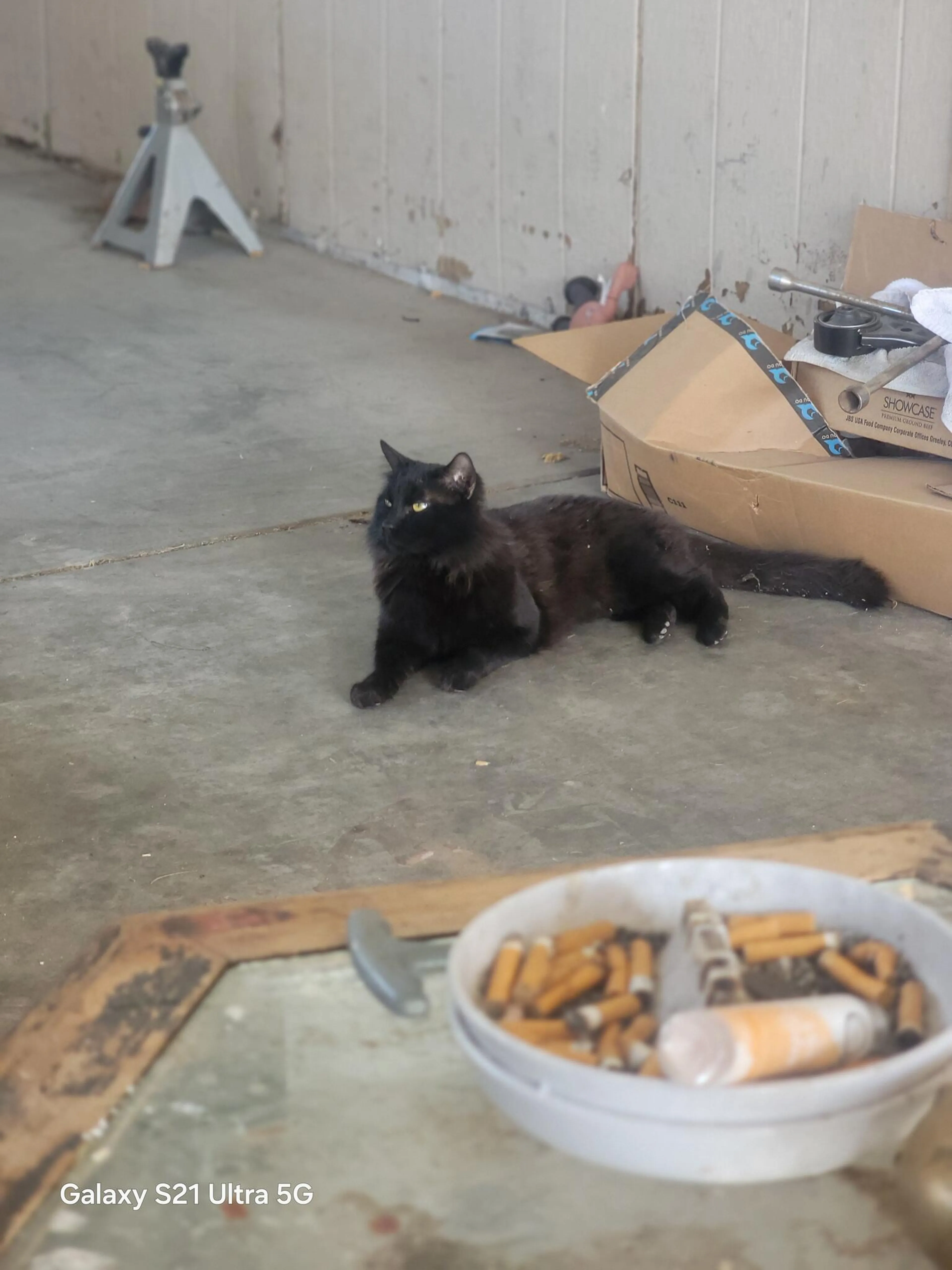 Lost pet