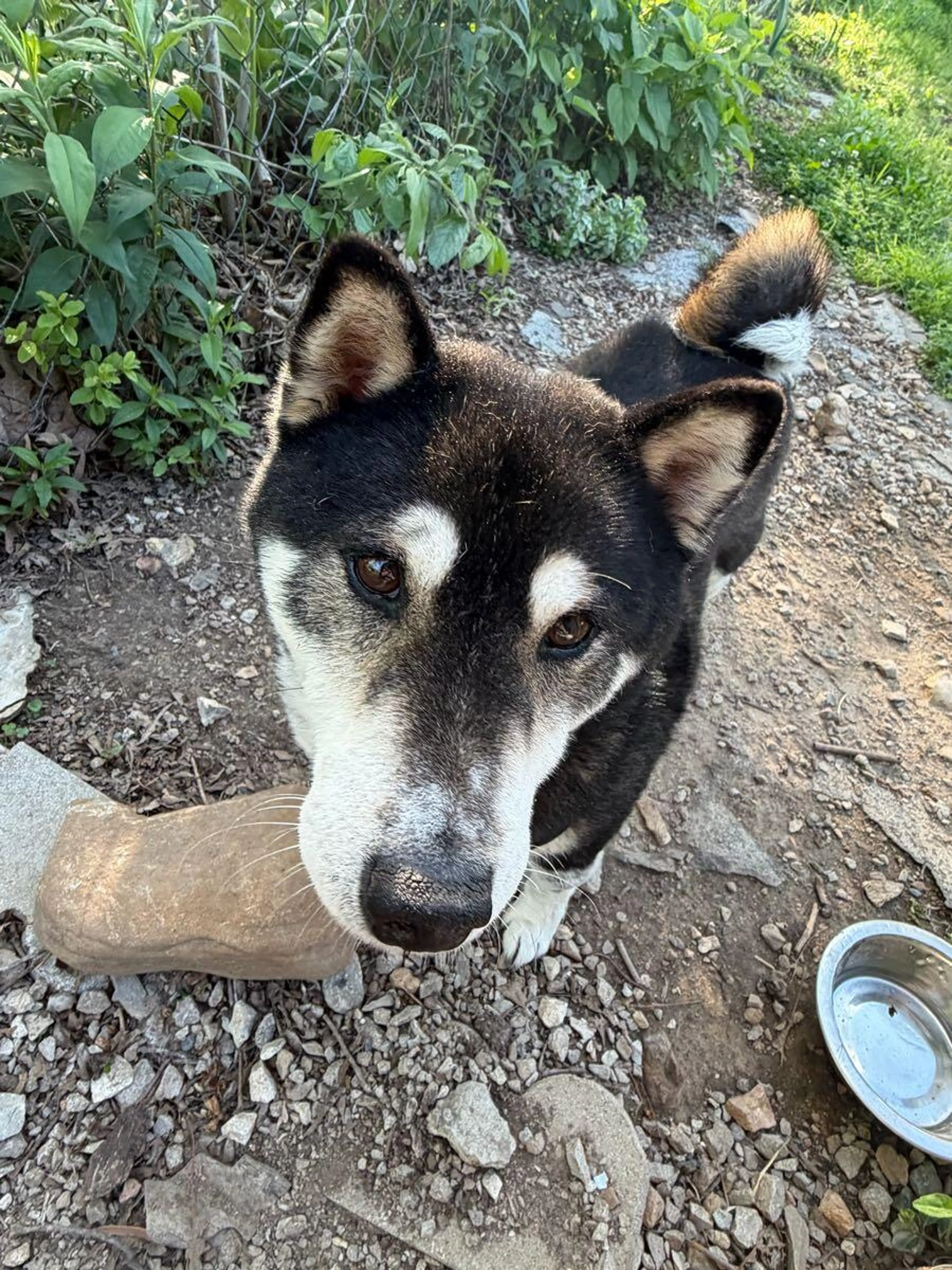 Lost pet