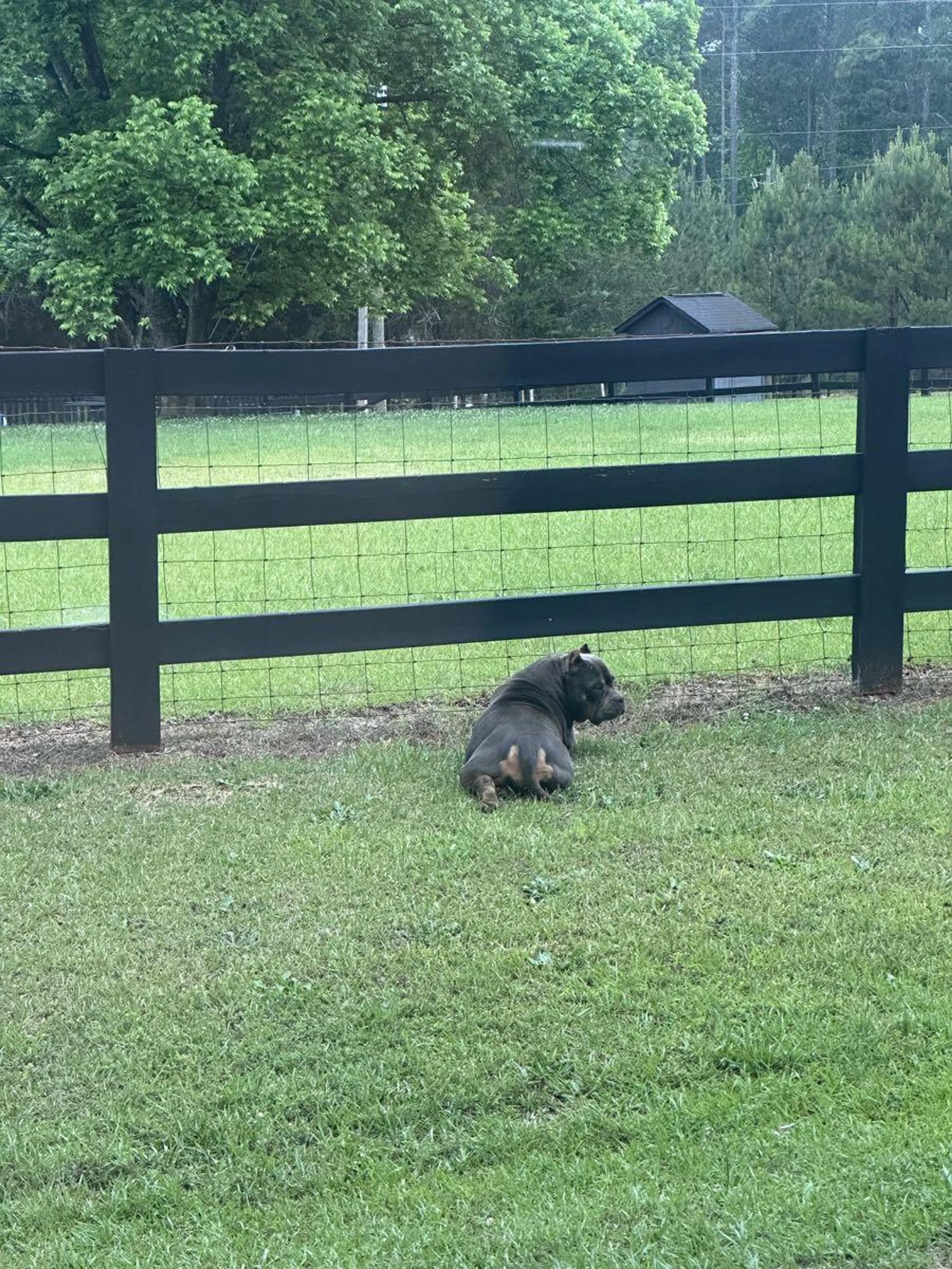 Found pet