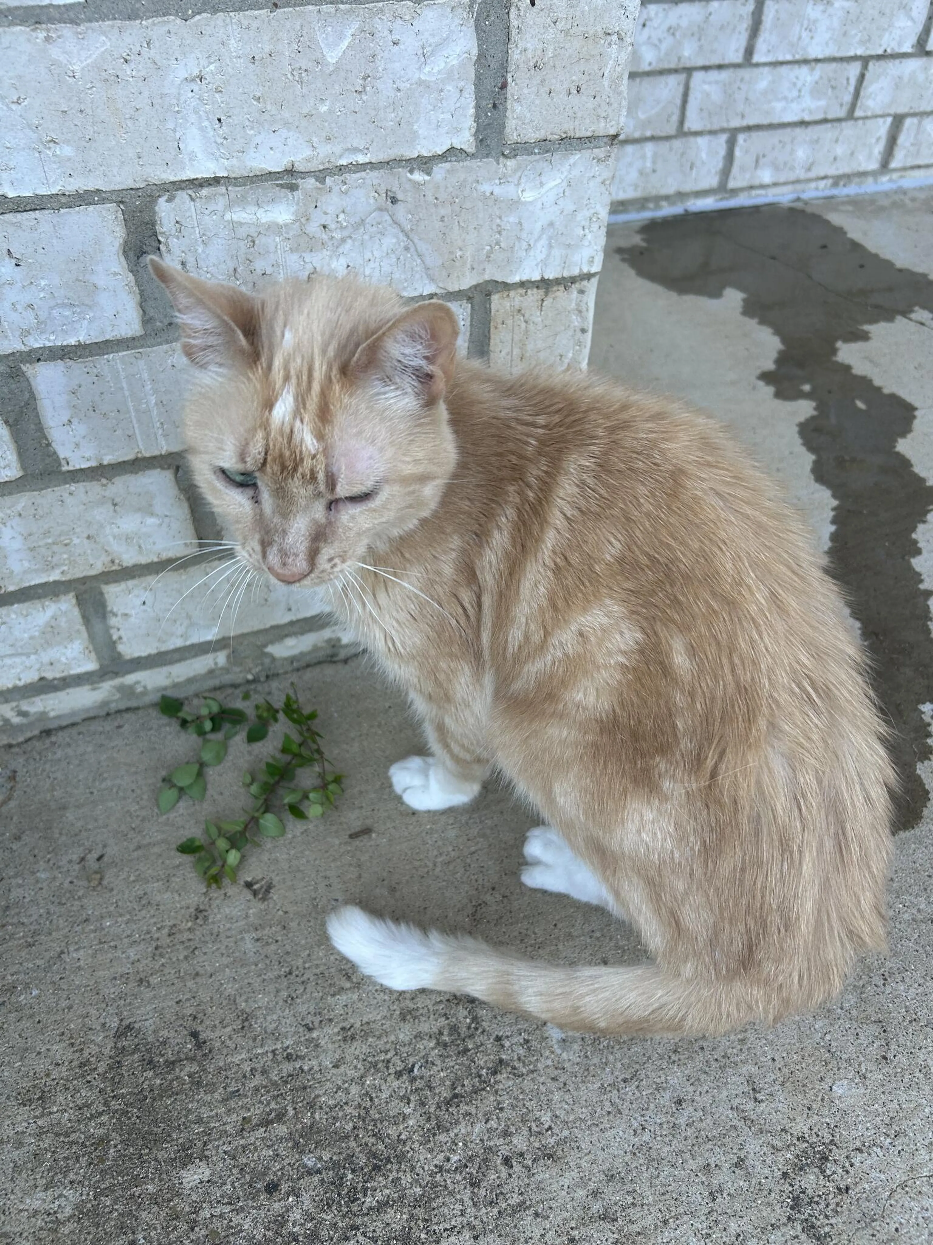 Found pet