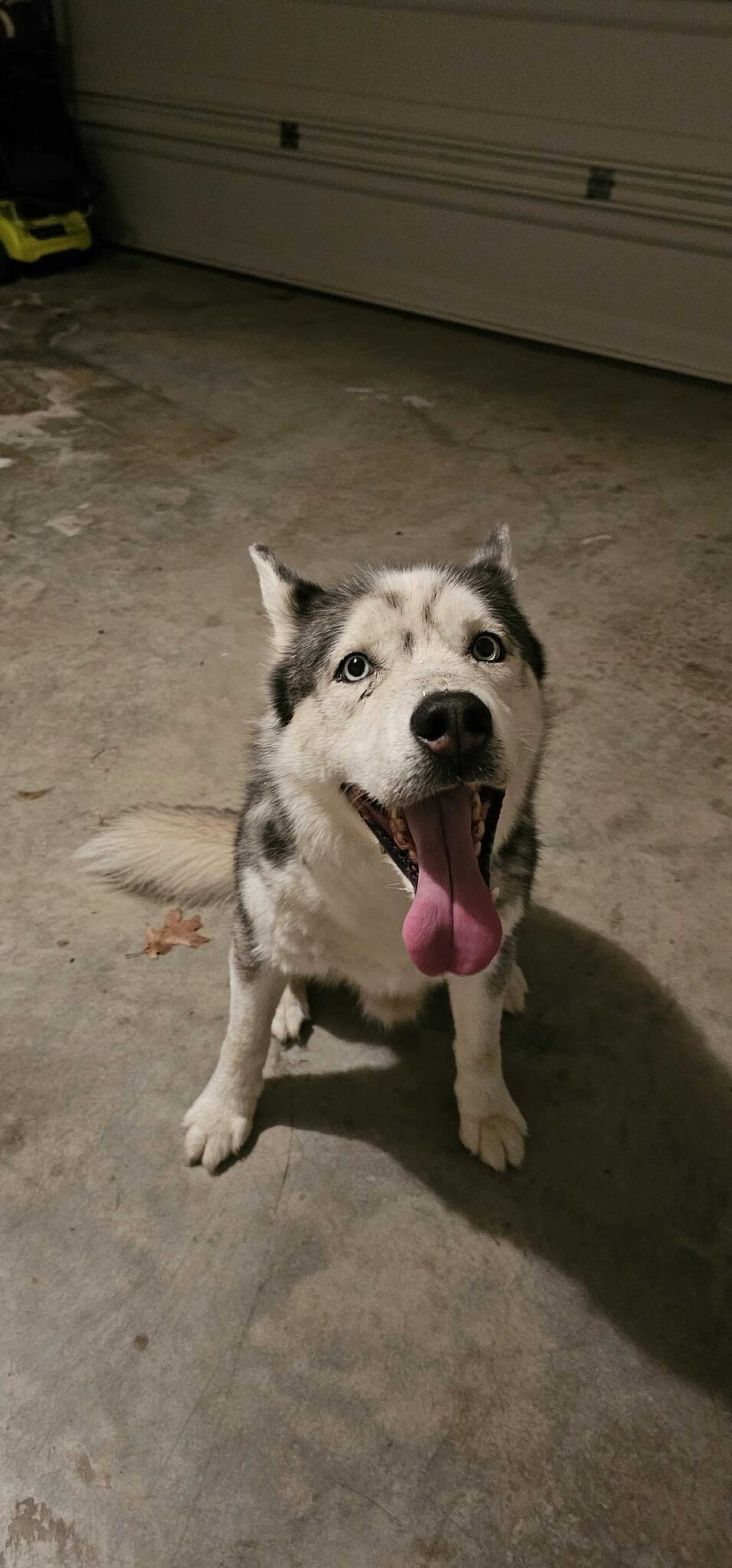 Found pet