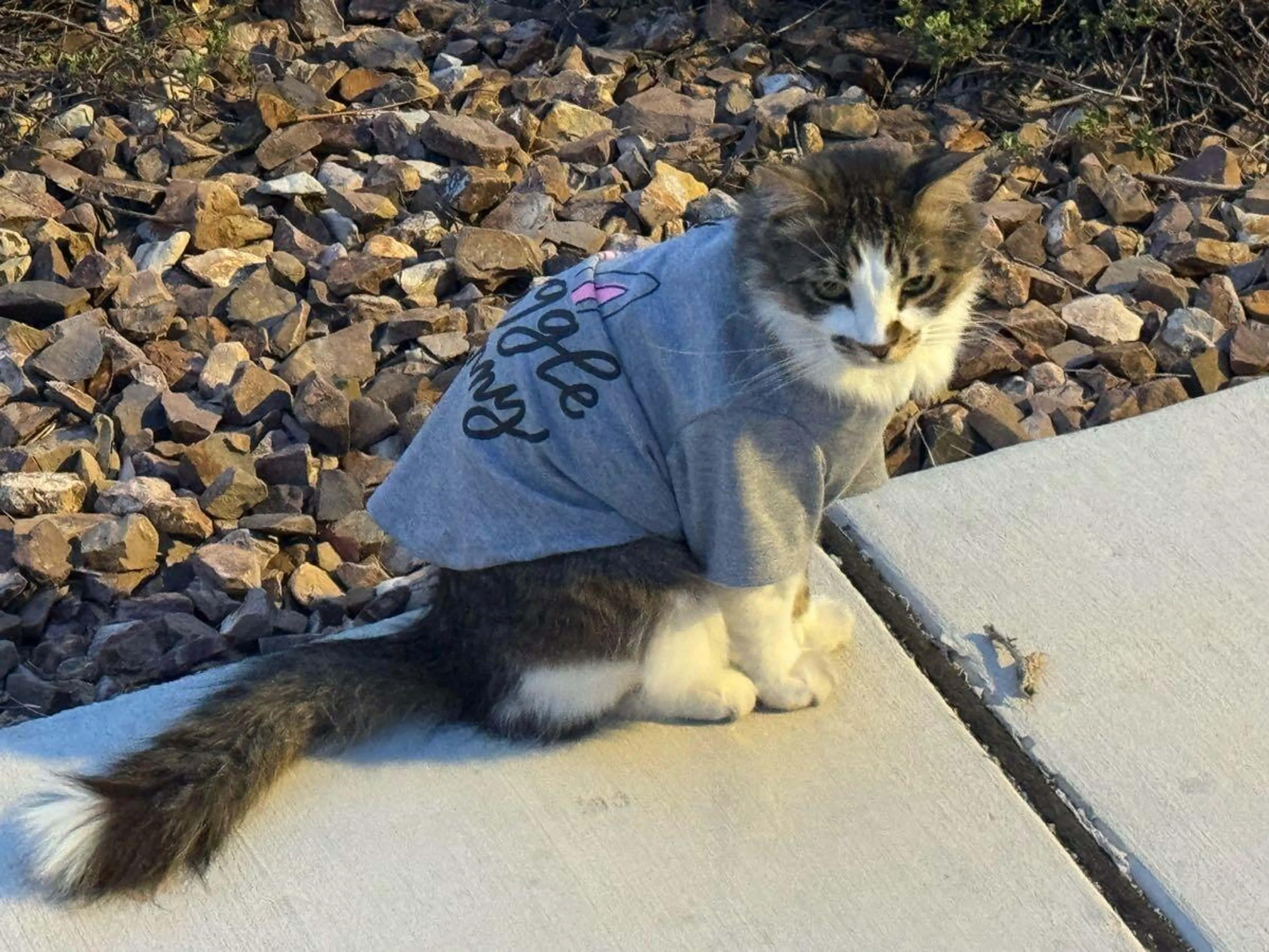 Found pet