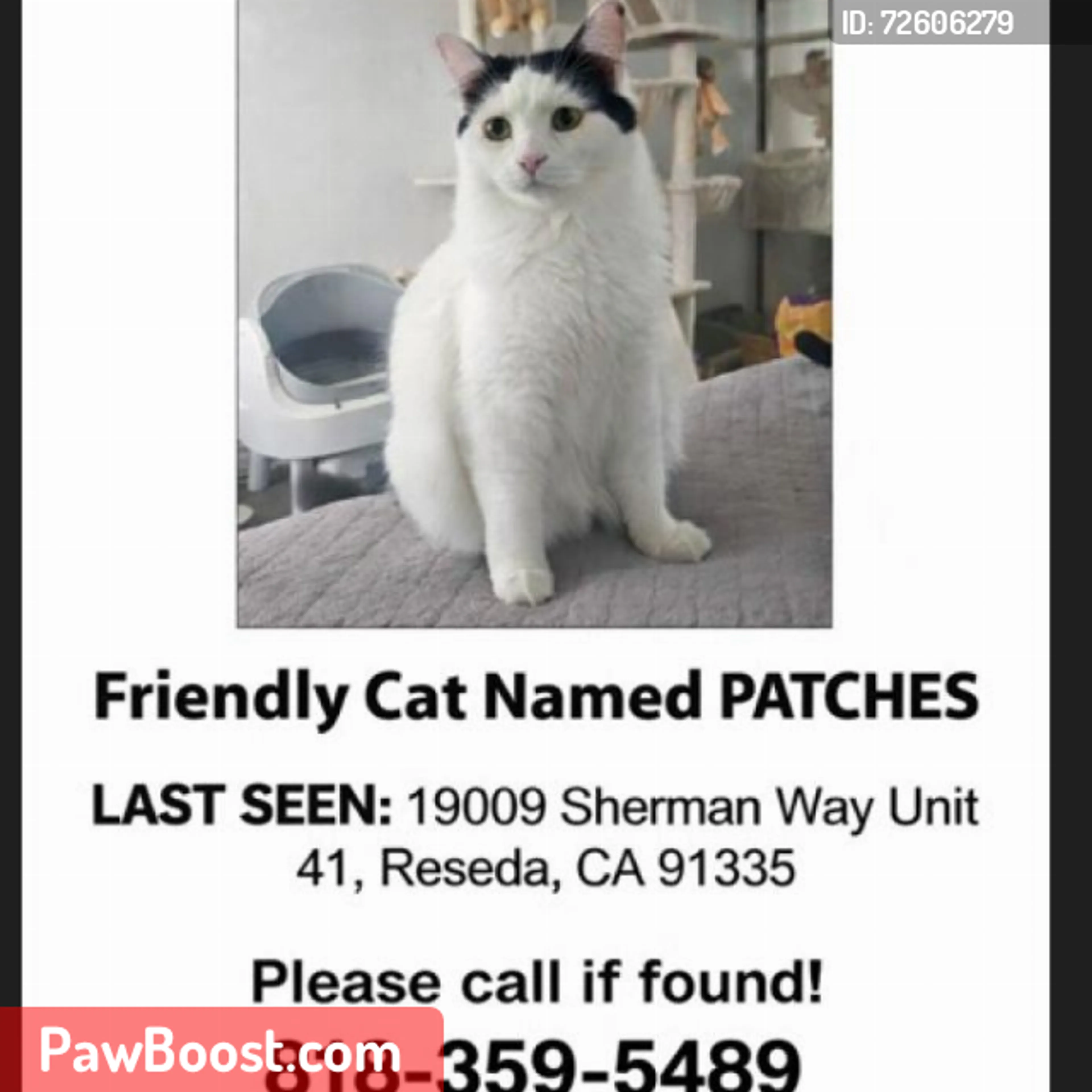 Lost pet