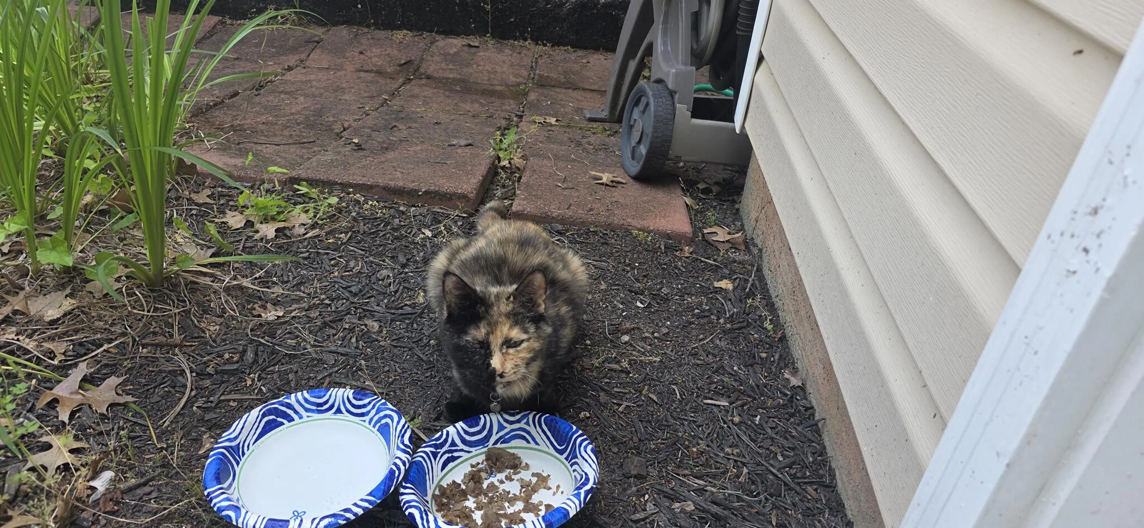 Found pet