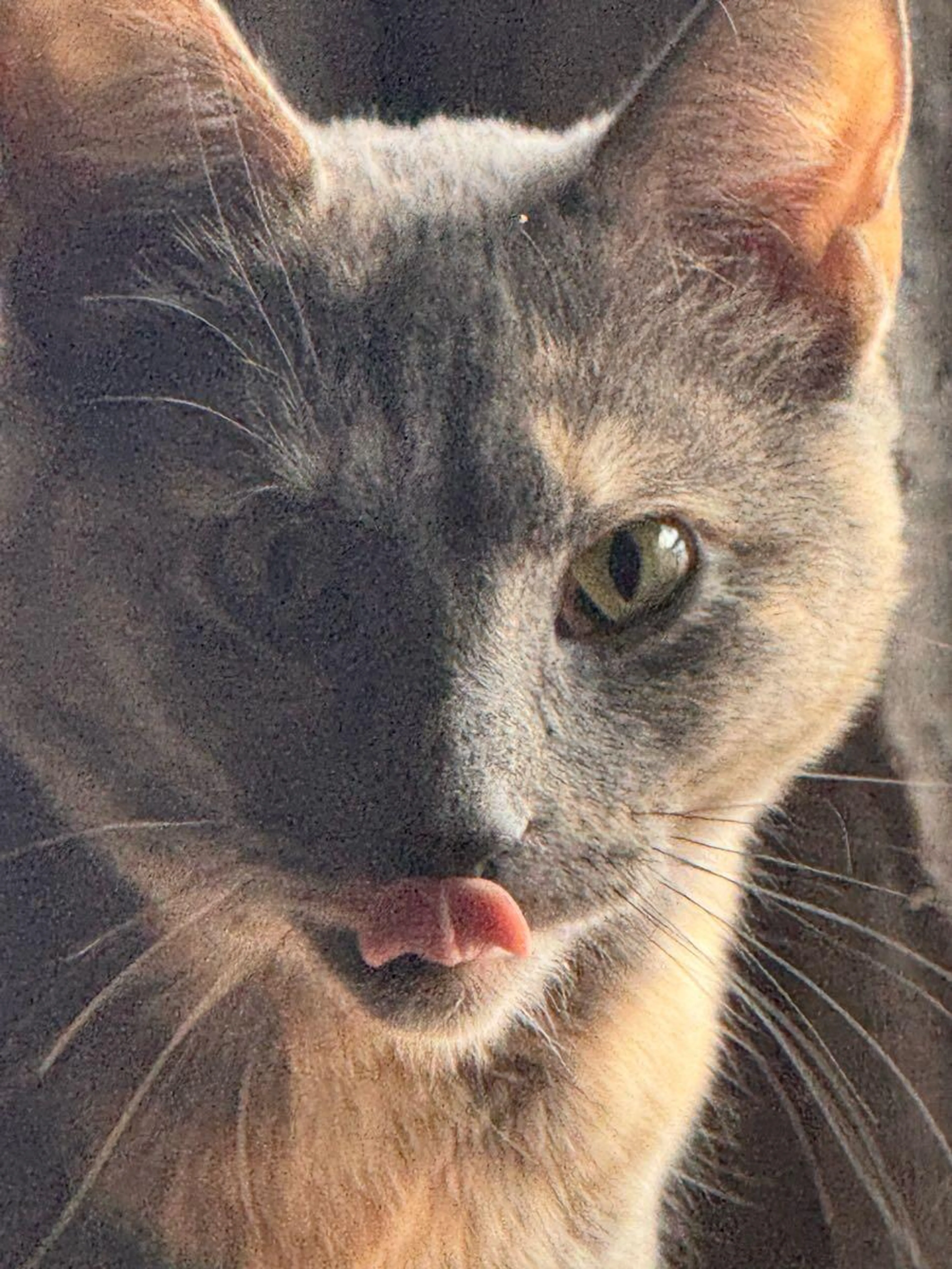 Lost pet