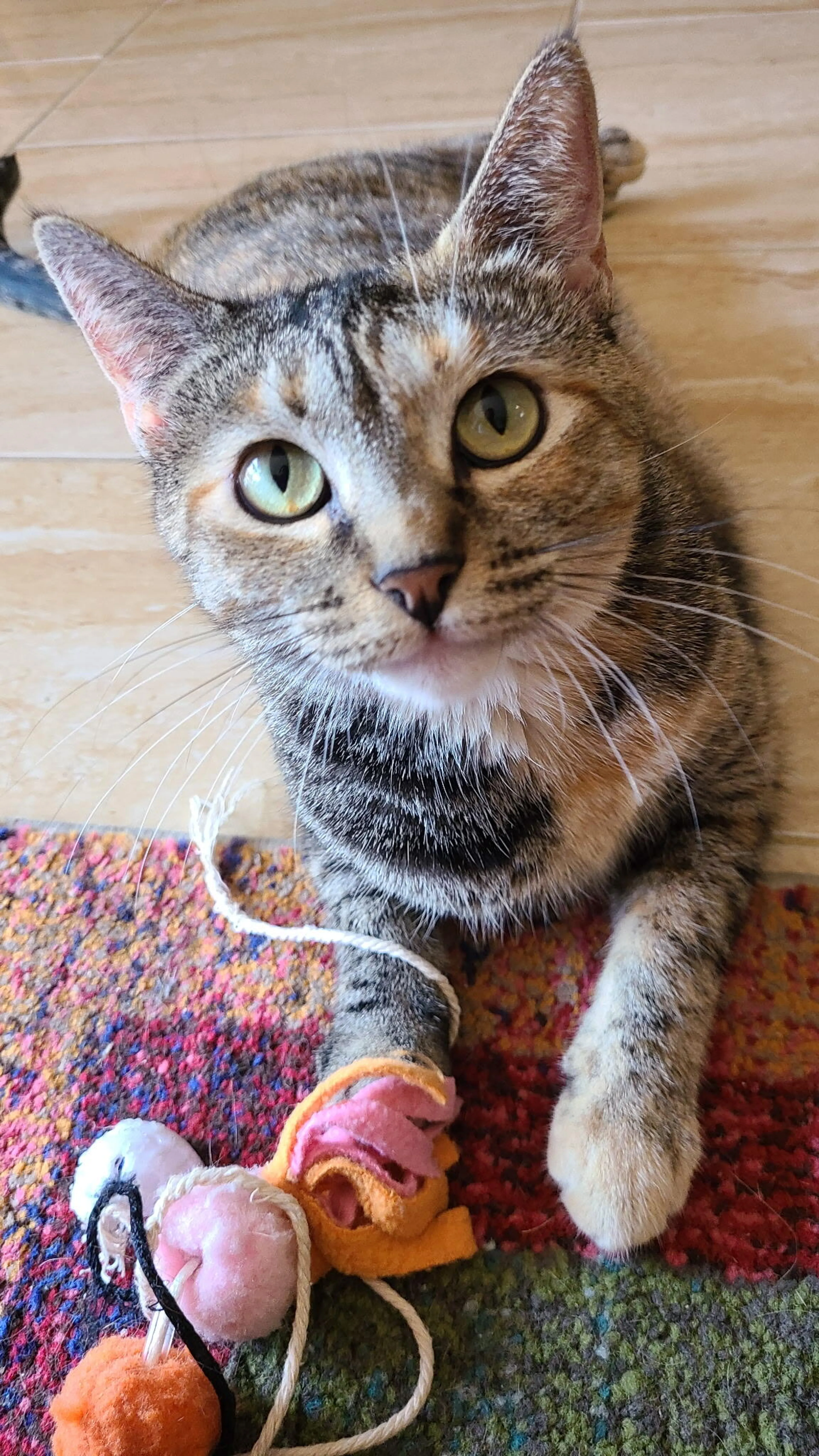 Lost pet