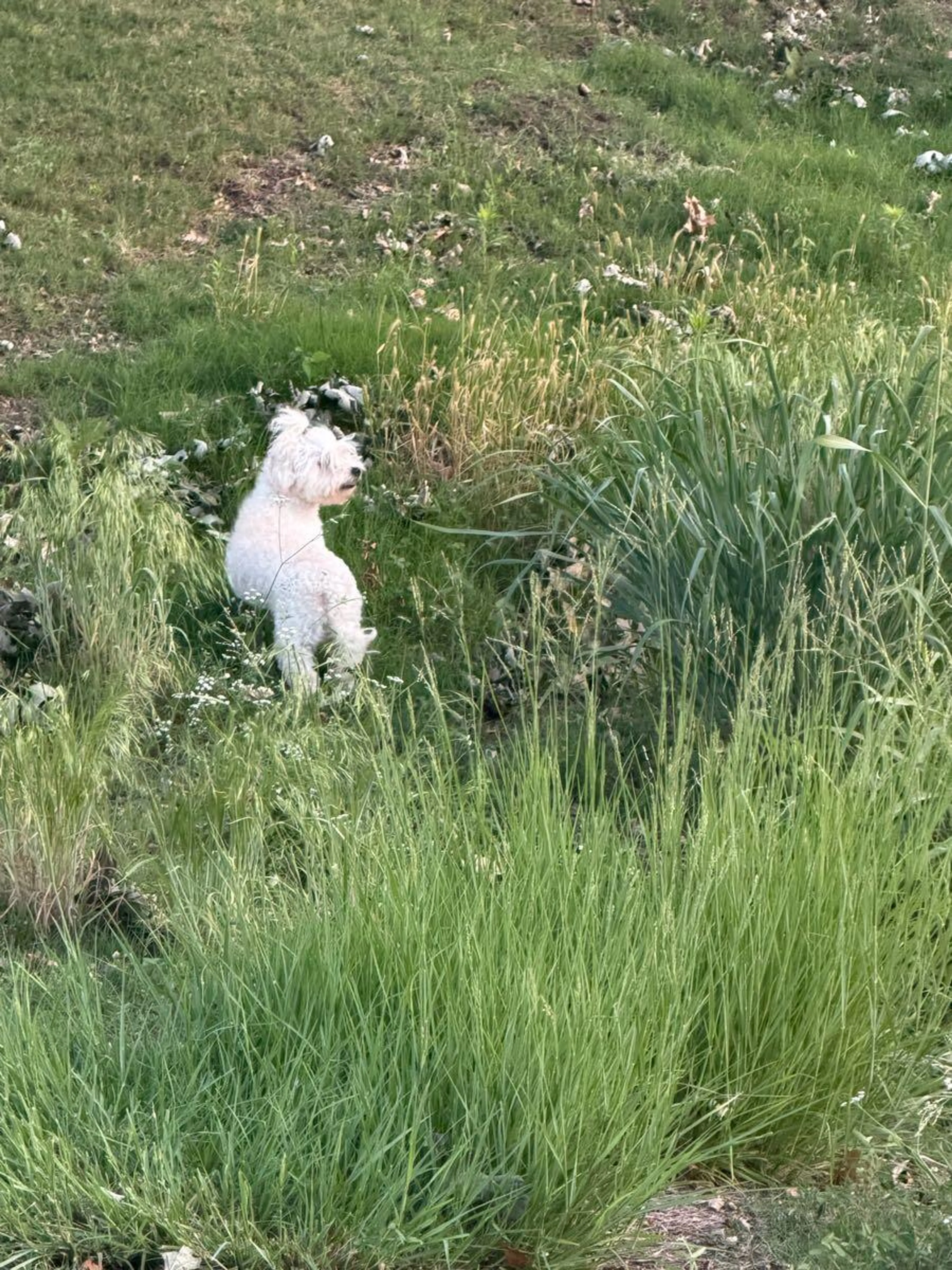 Found pet
