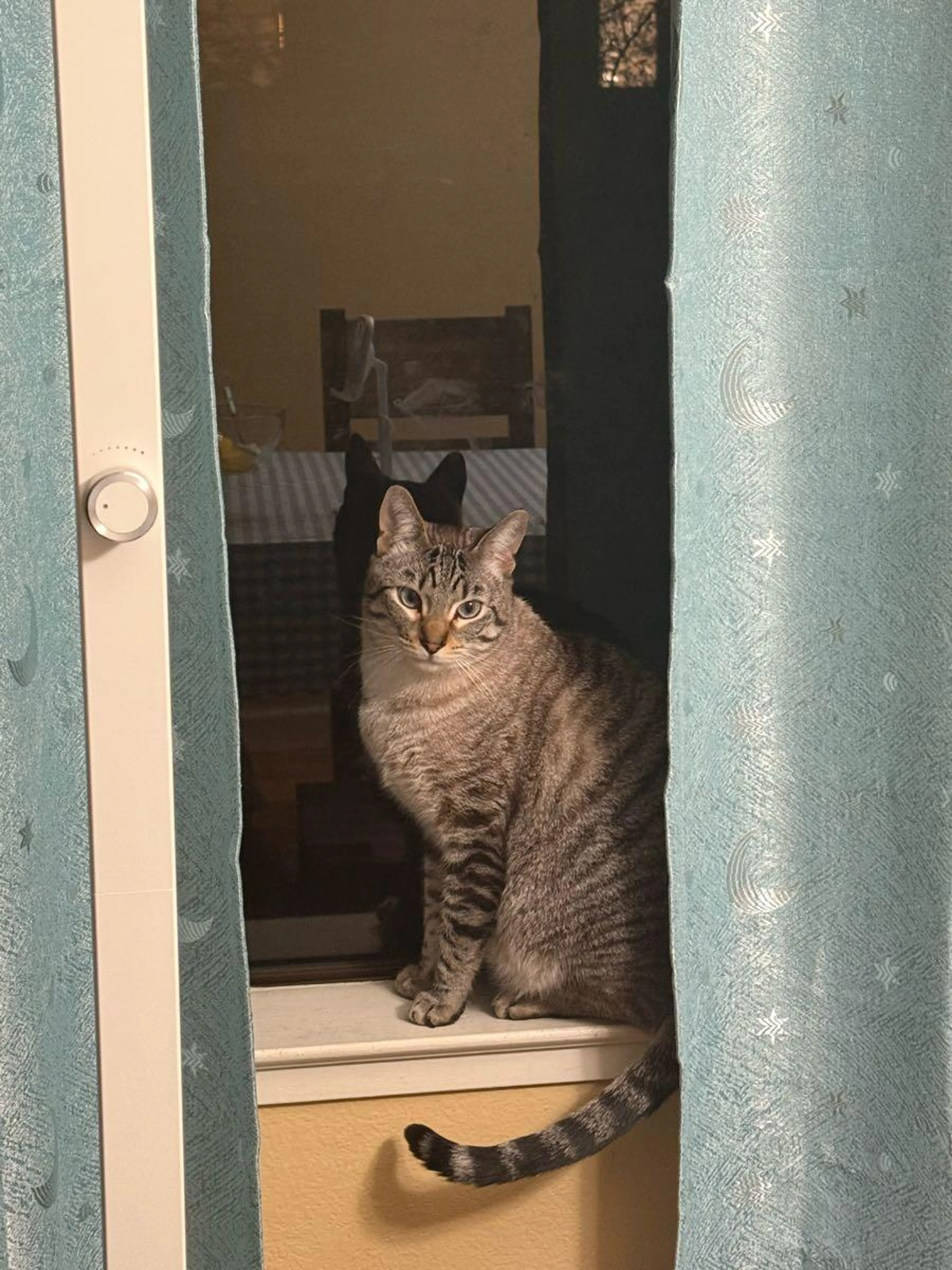 Lost pet