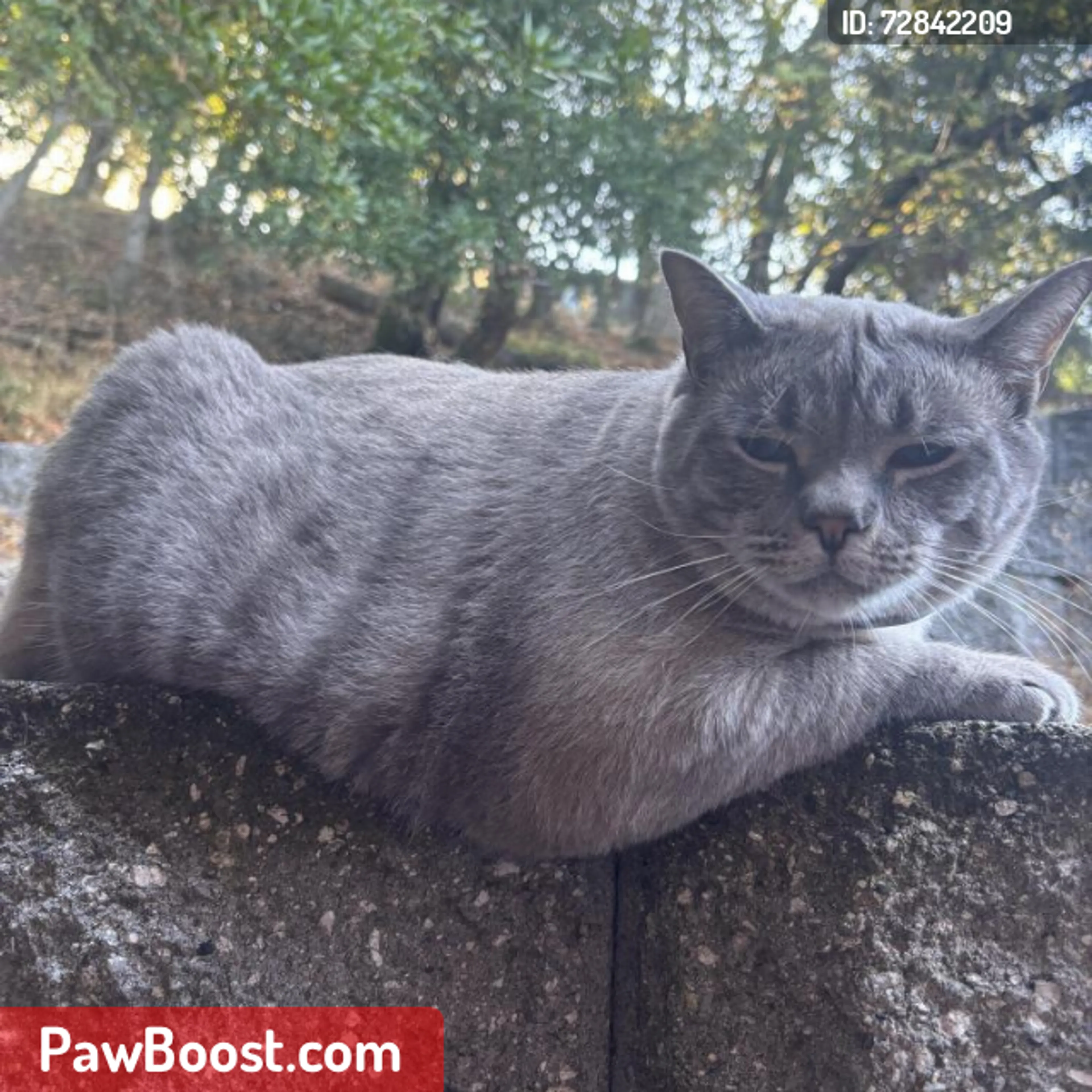 Lost pet