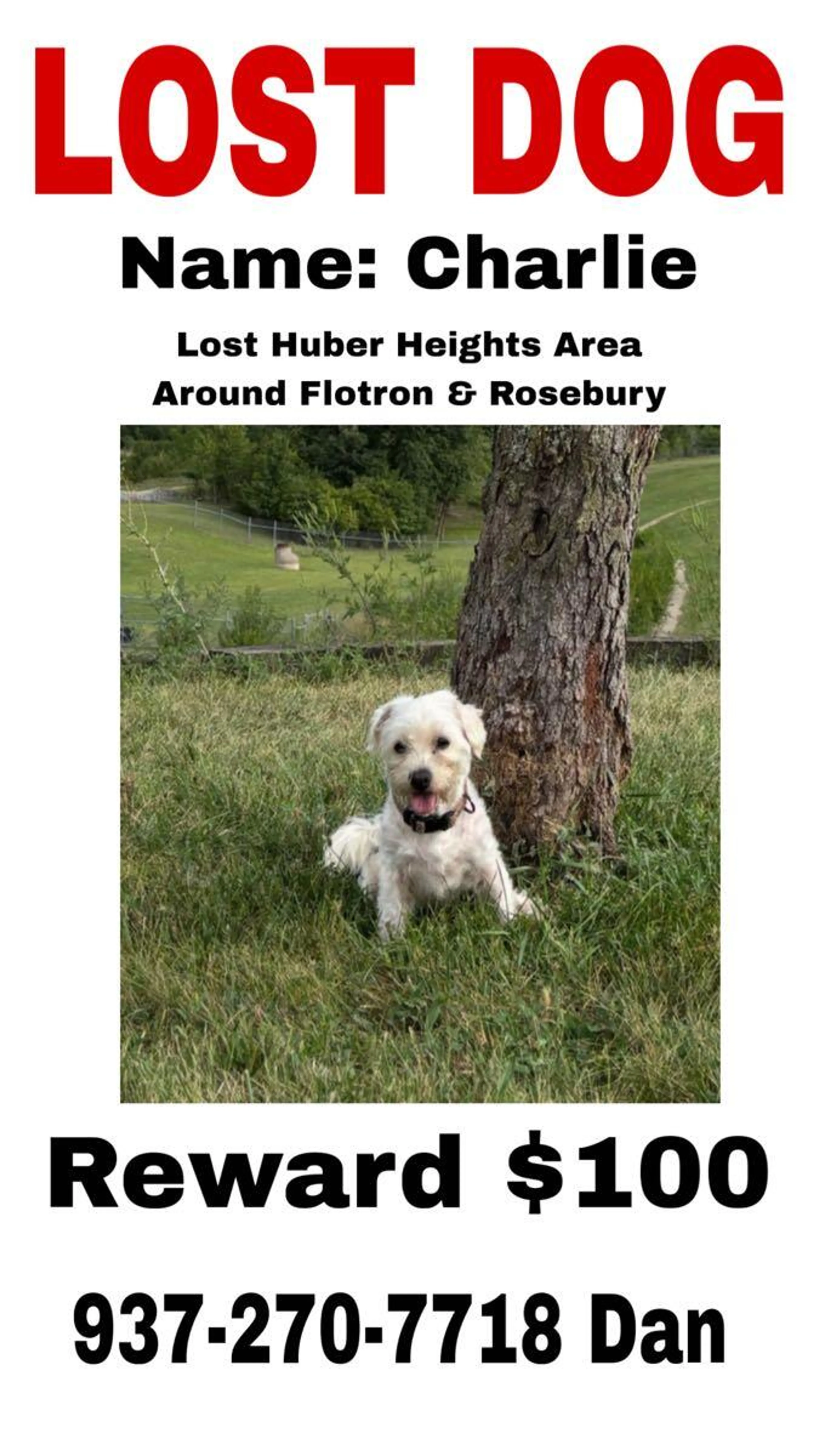 Lost pet