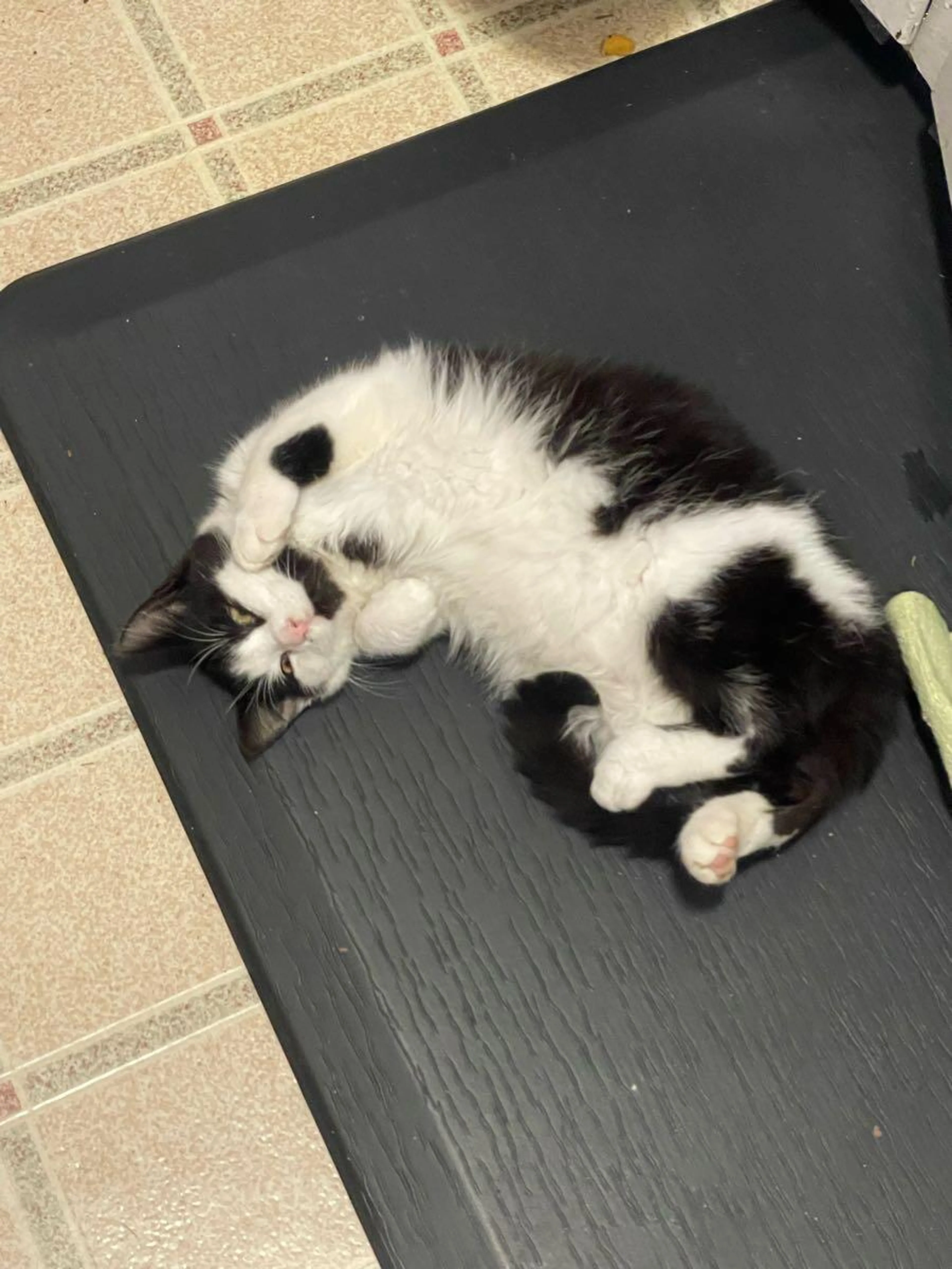 Lost pet