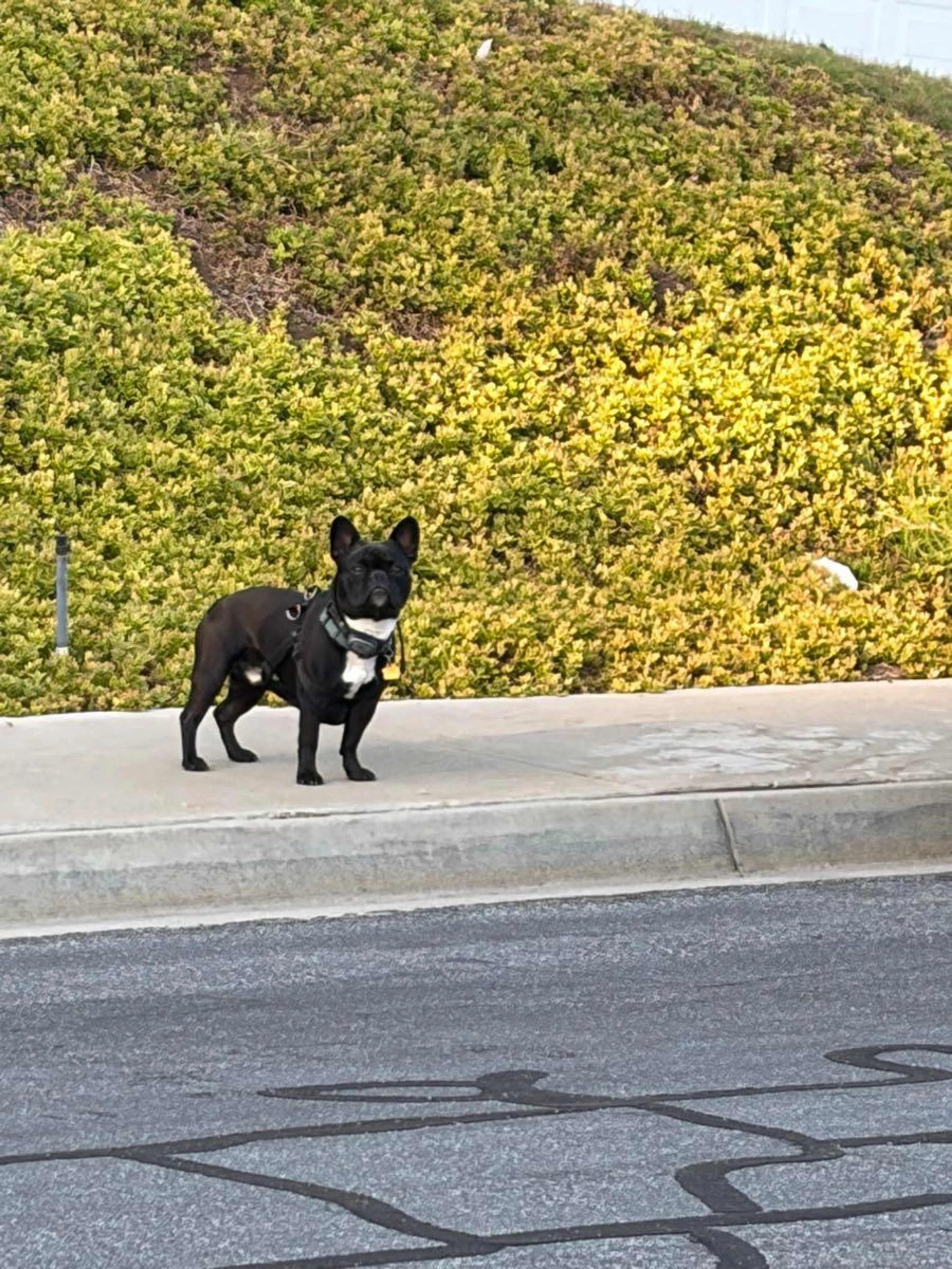 Found pet
