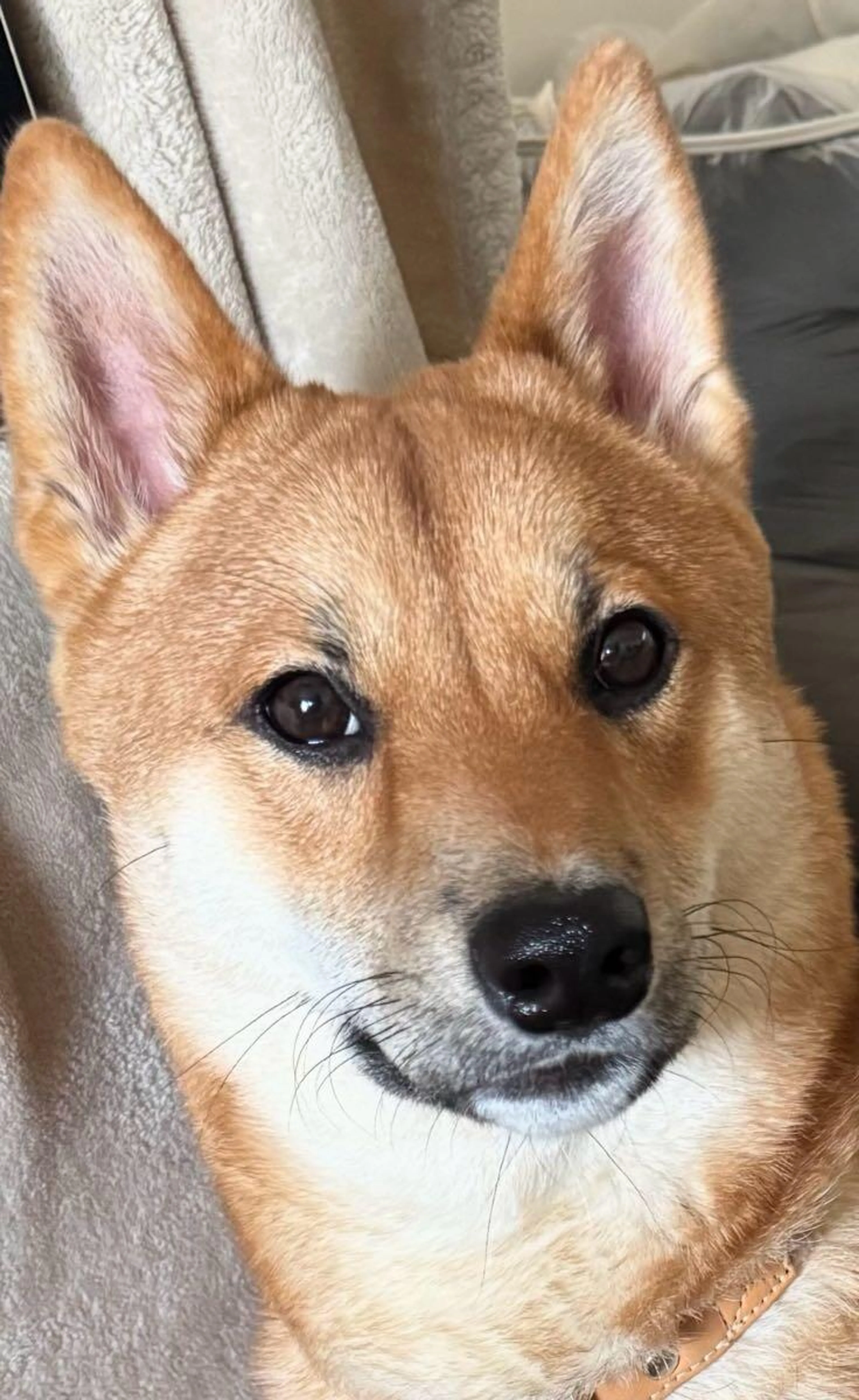 Lost pet