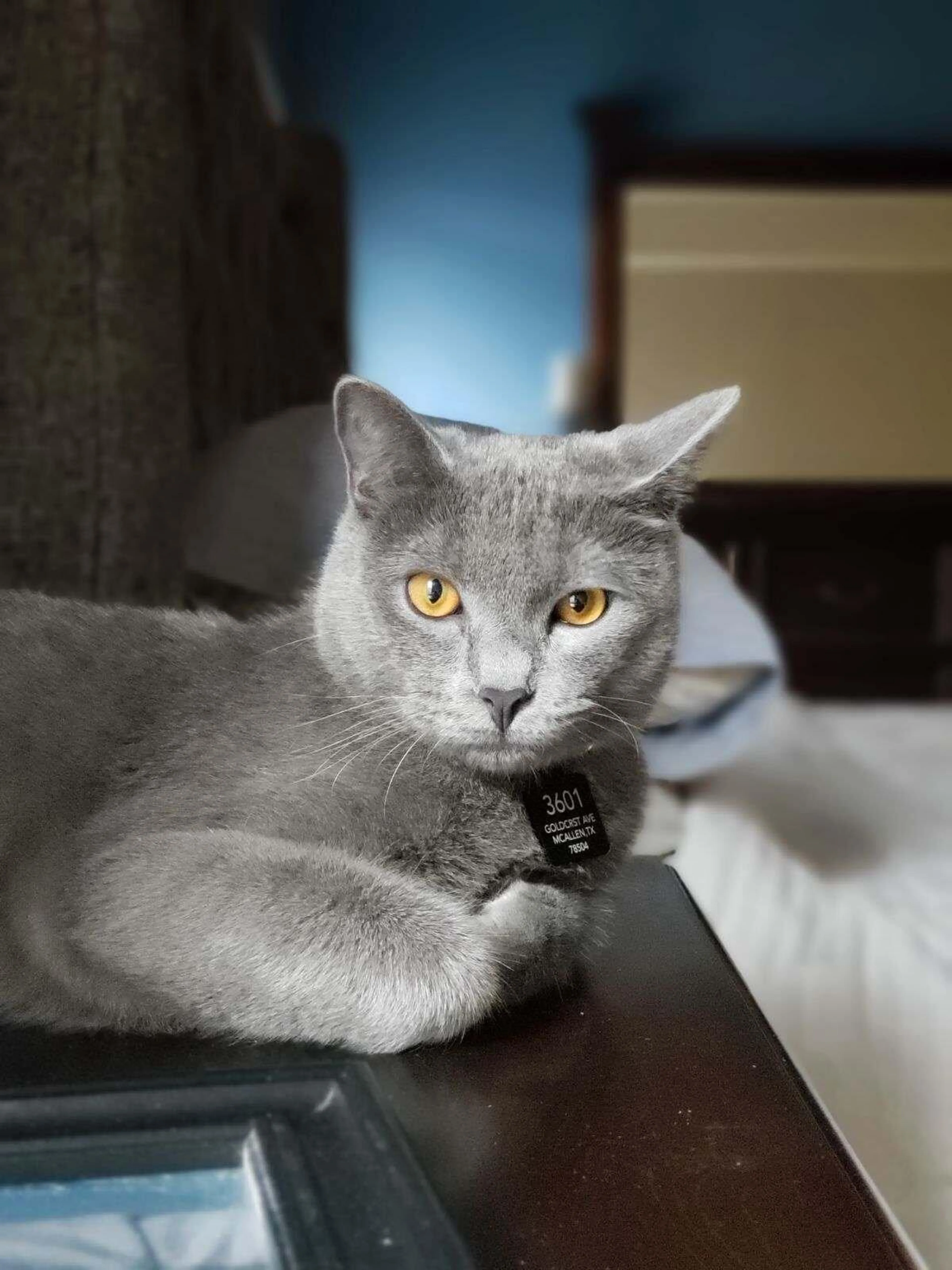 Lost pet
