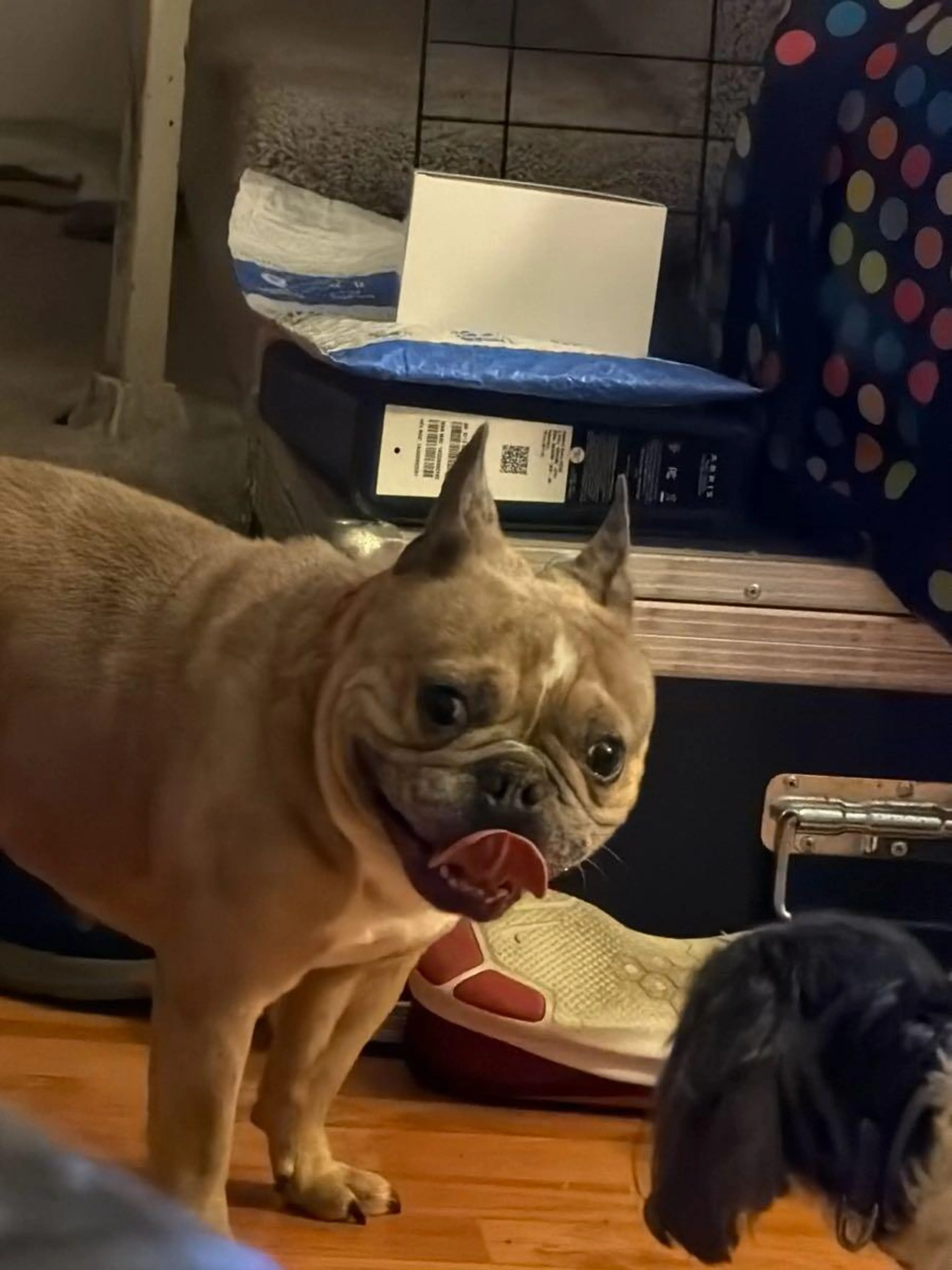 Found pet