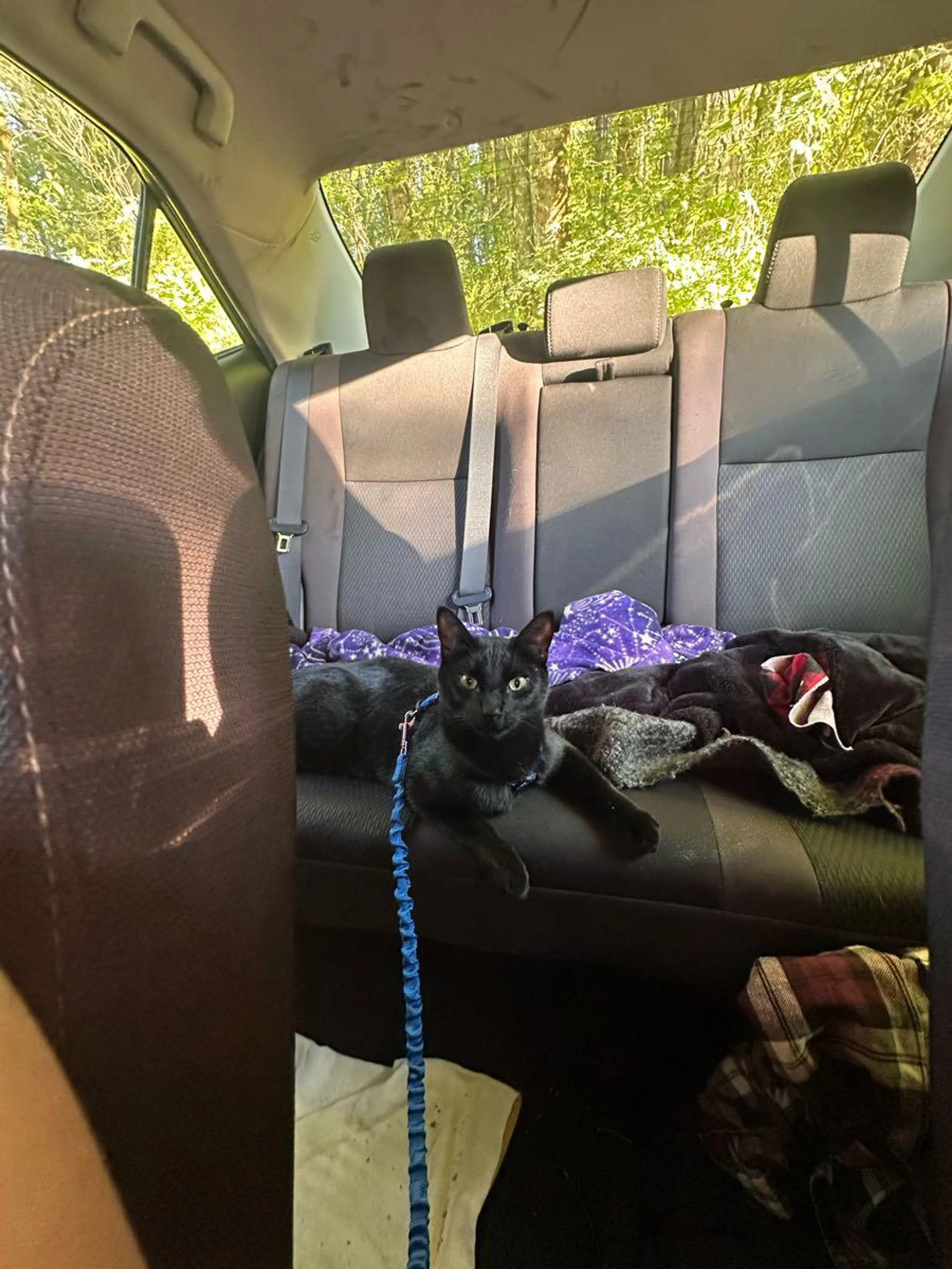 Lost pet