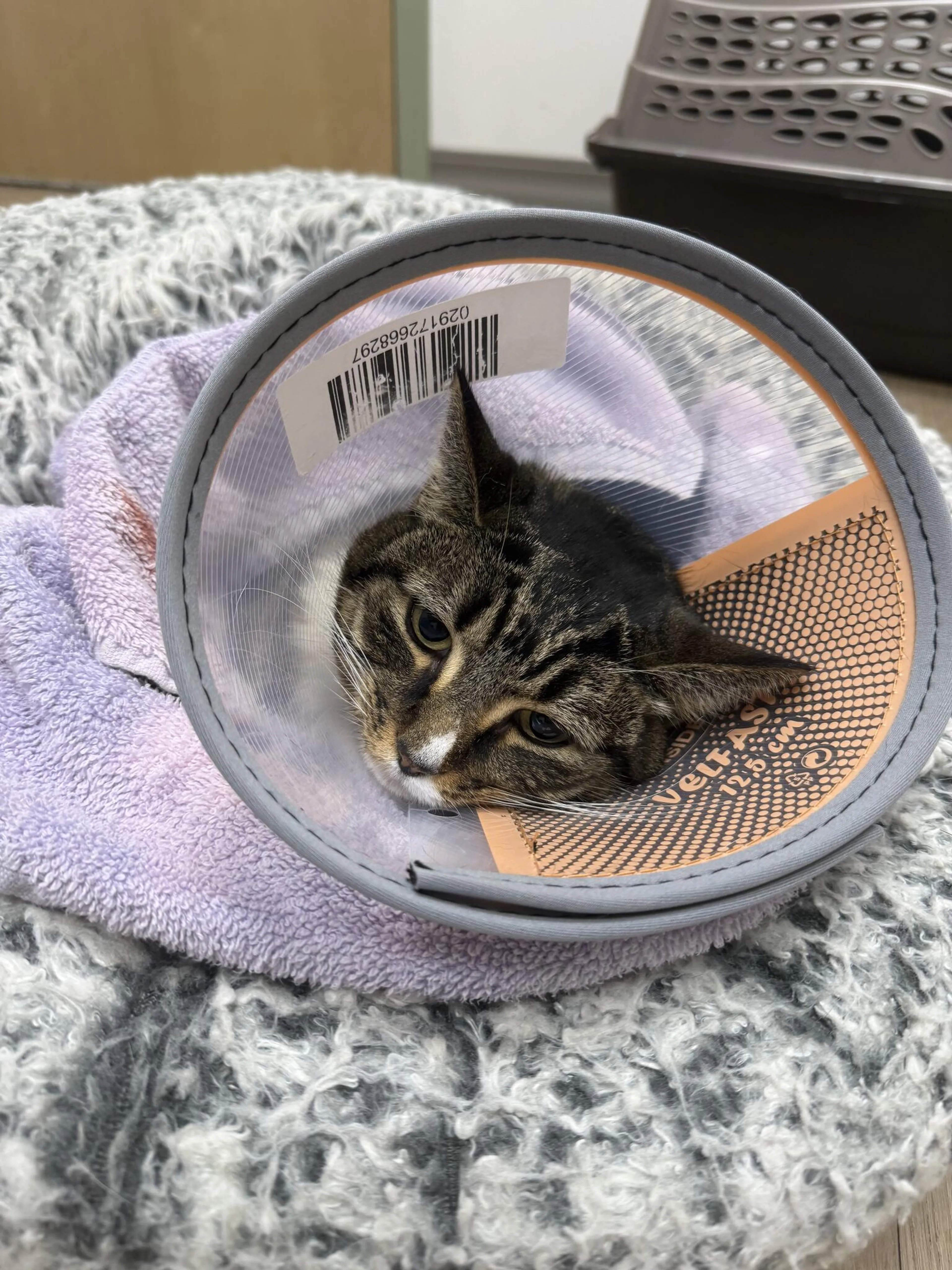Found pet