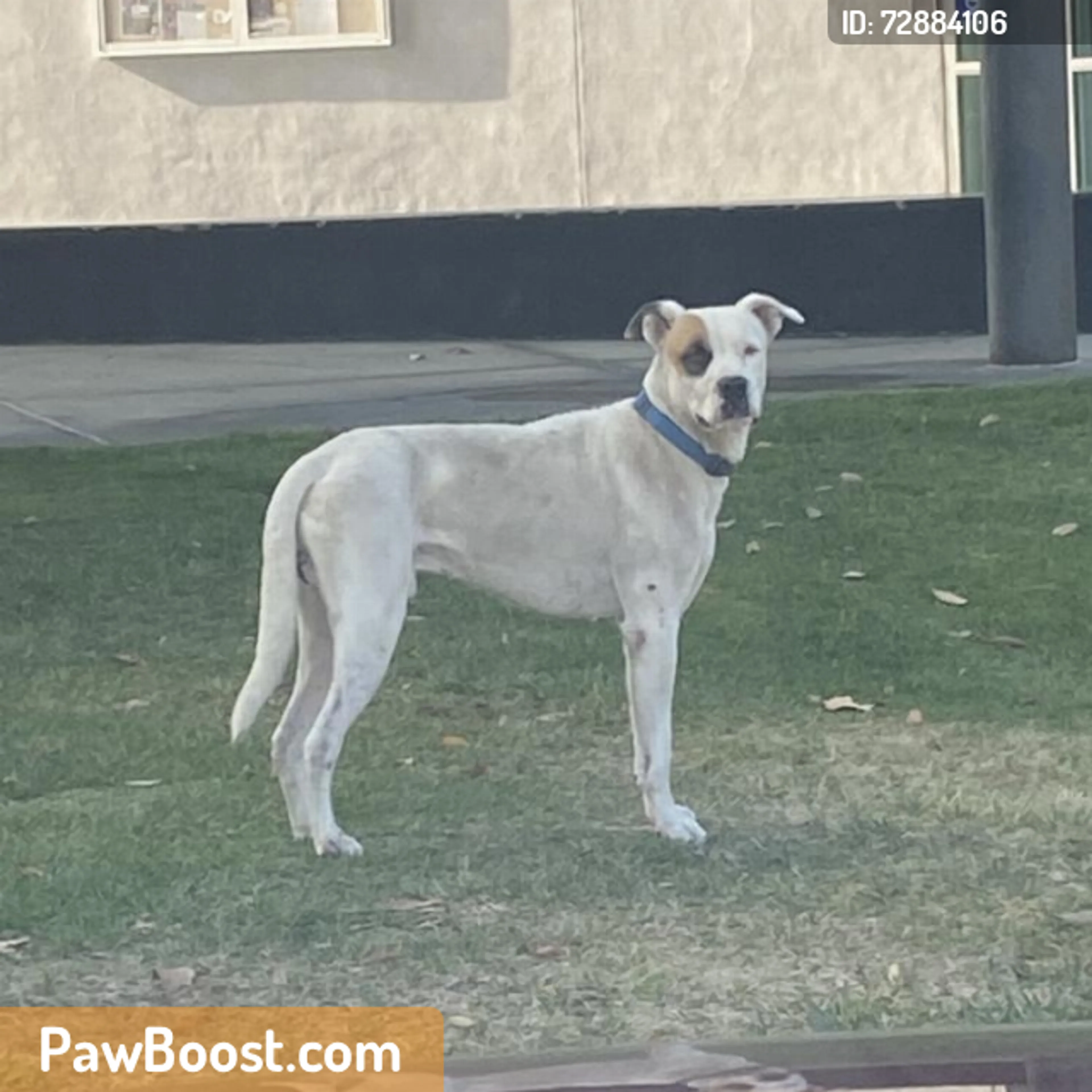 Found pet