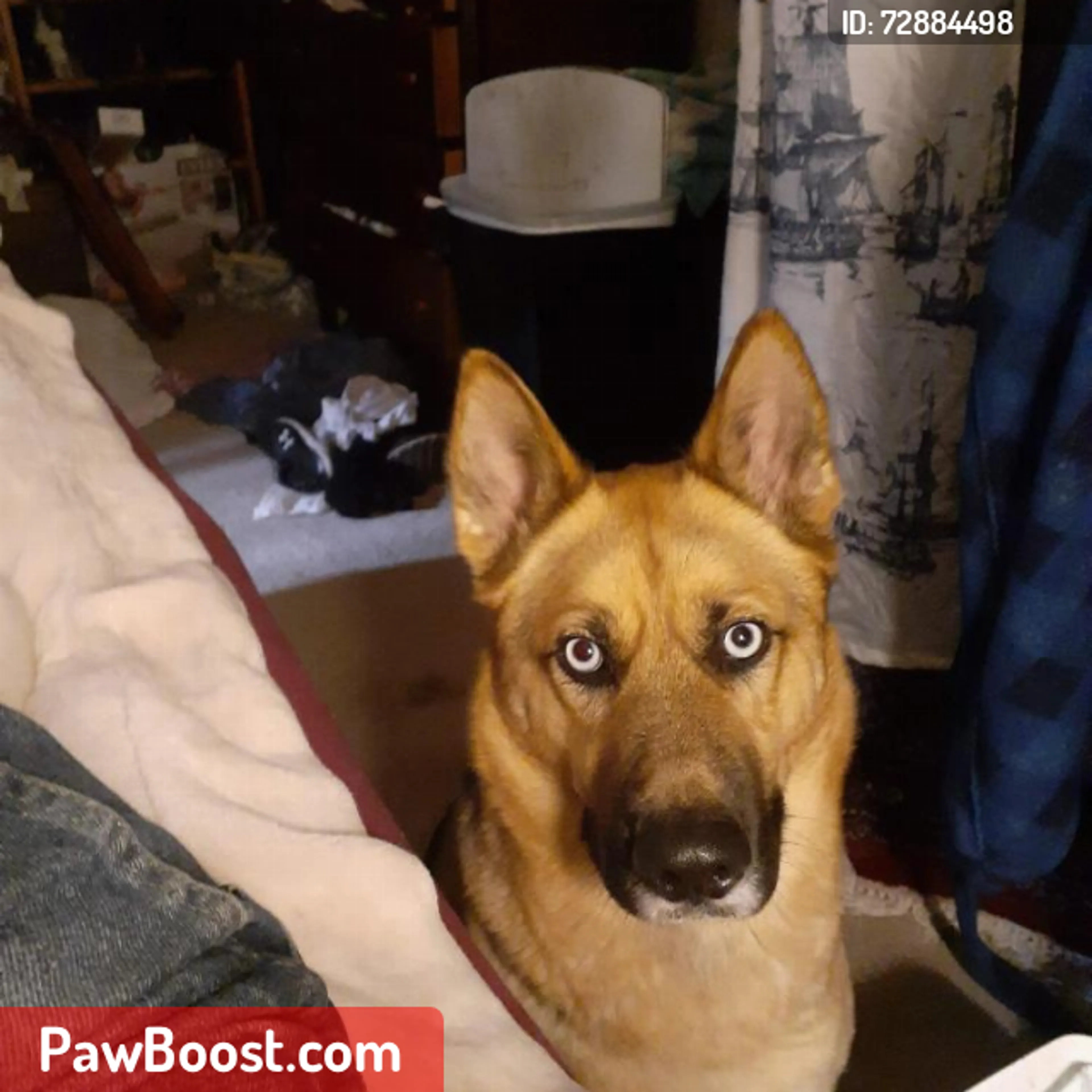 Lost pet