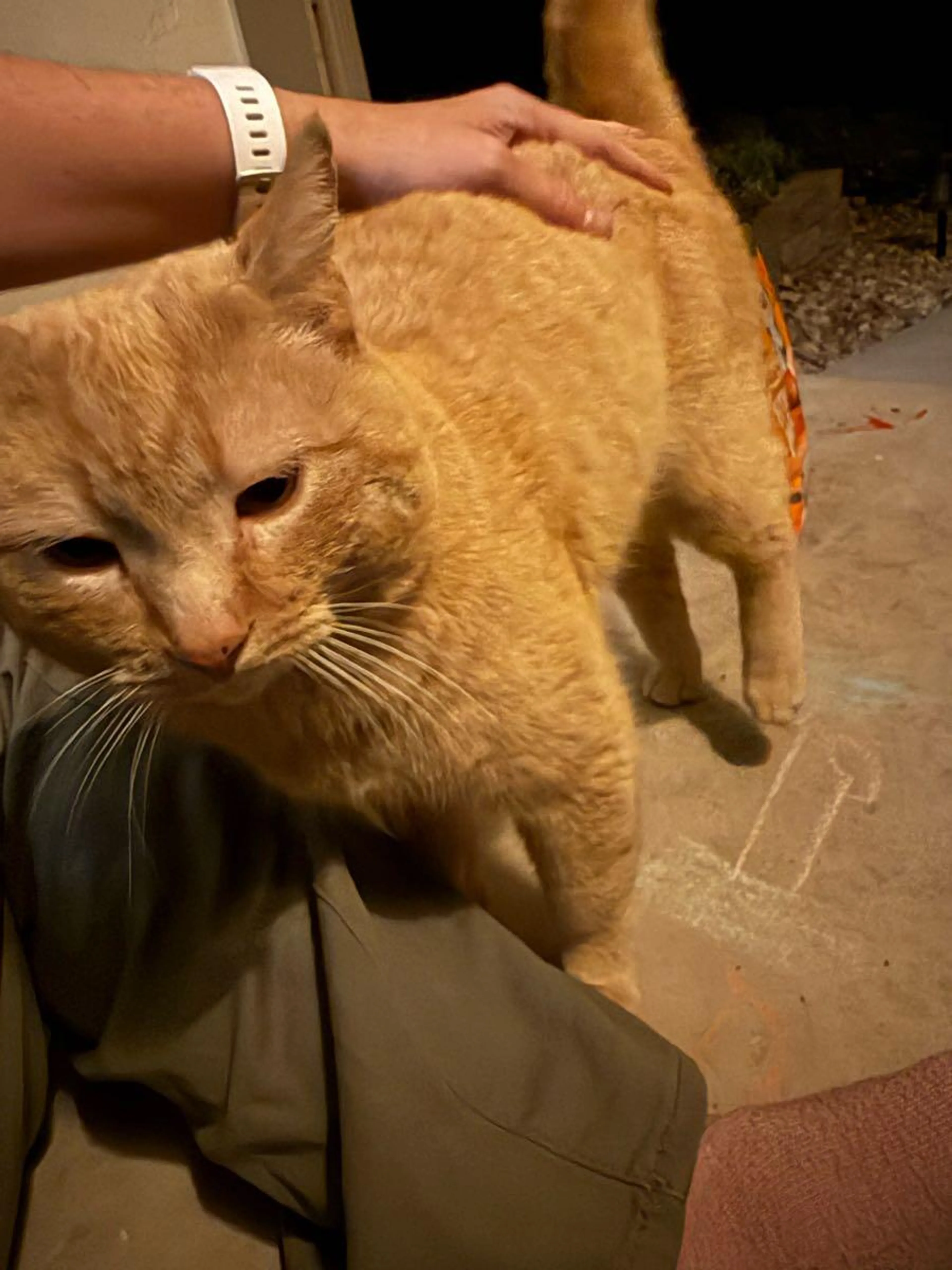 Found pet