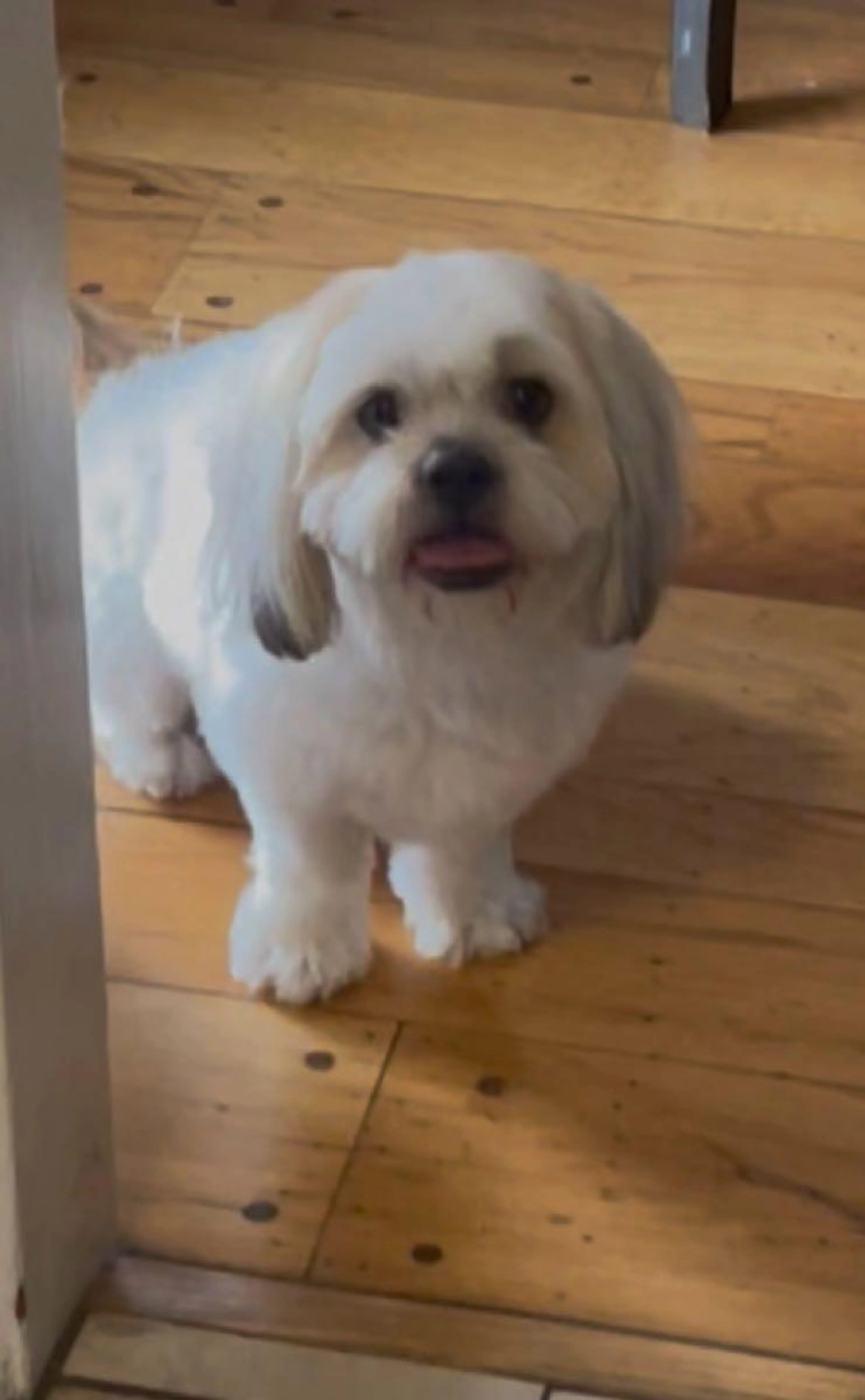 Lost pet