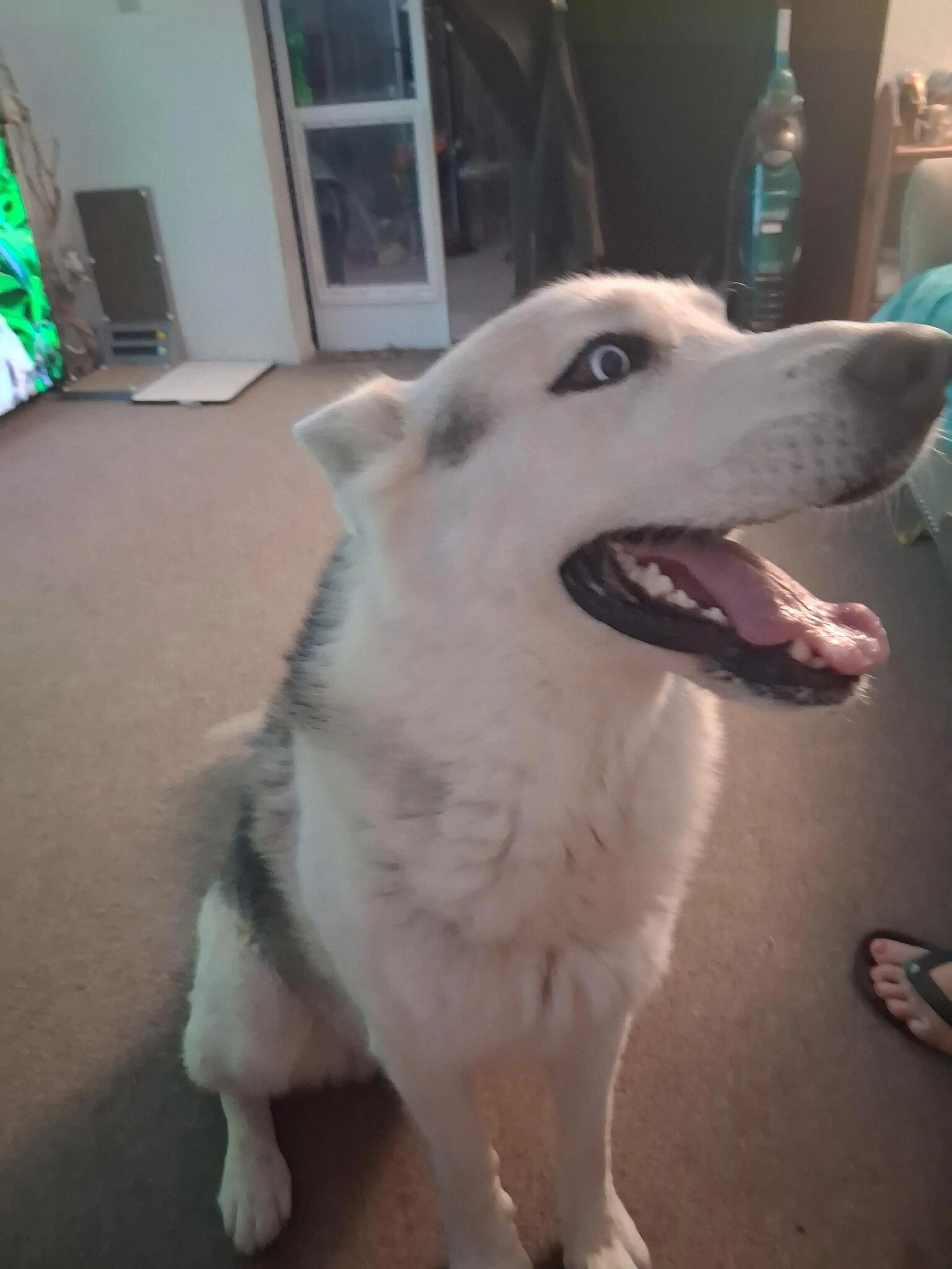 Found pet