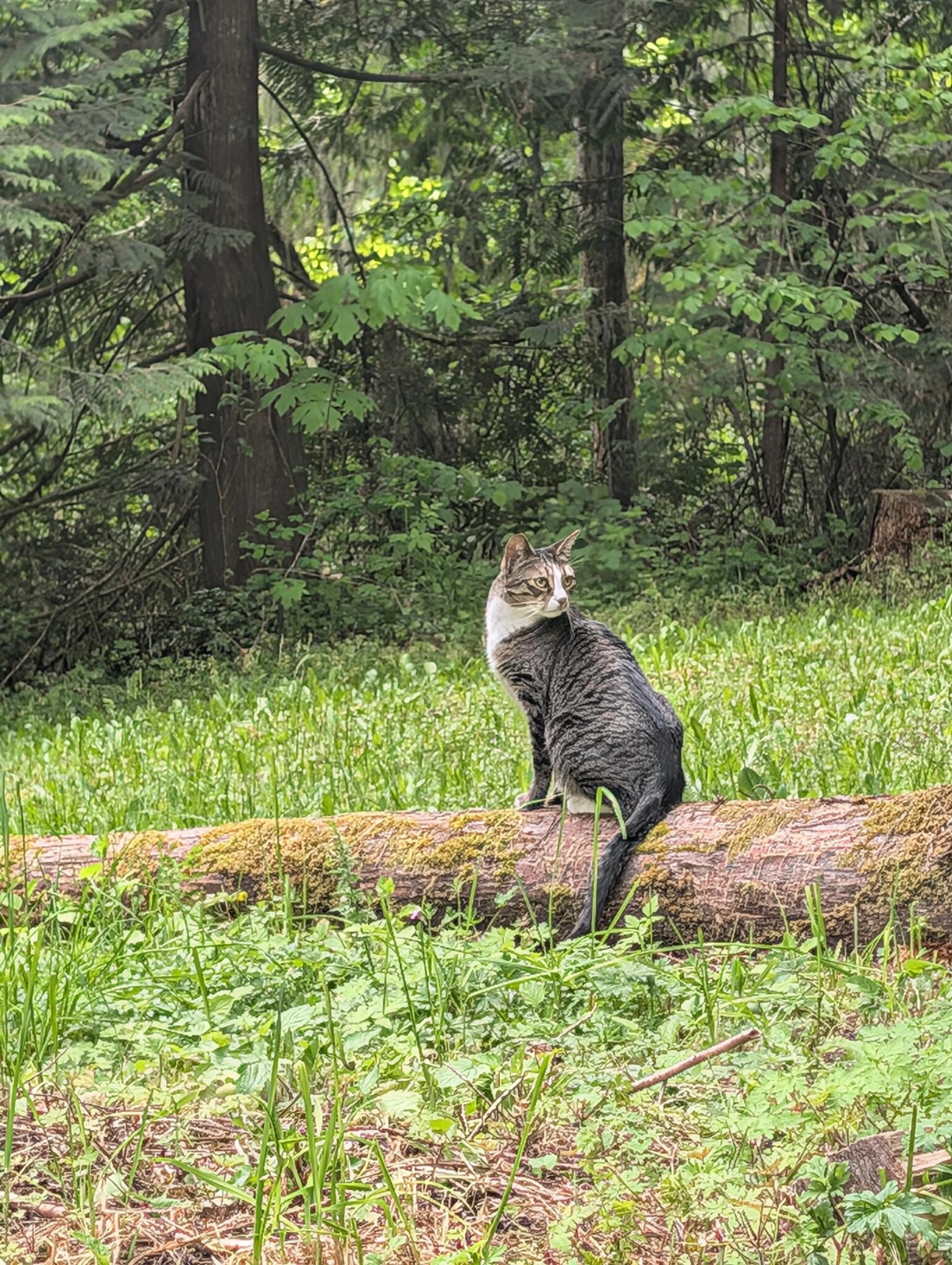 Lost pet