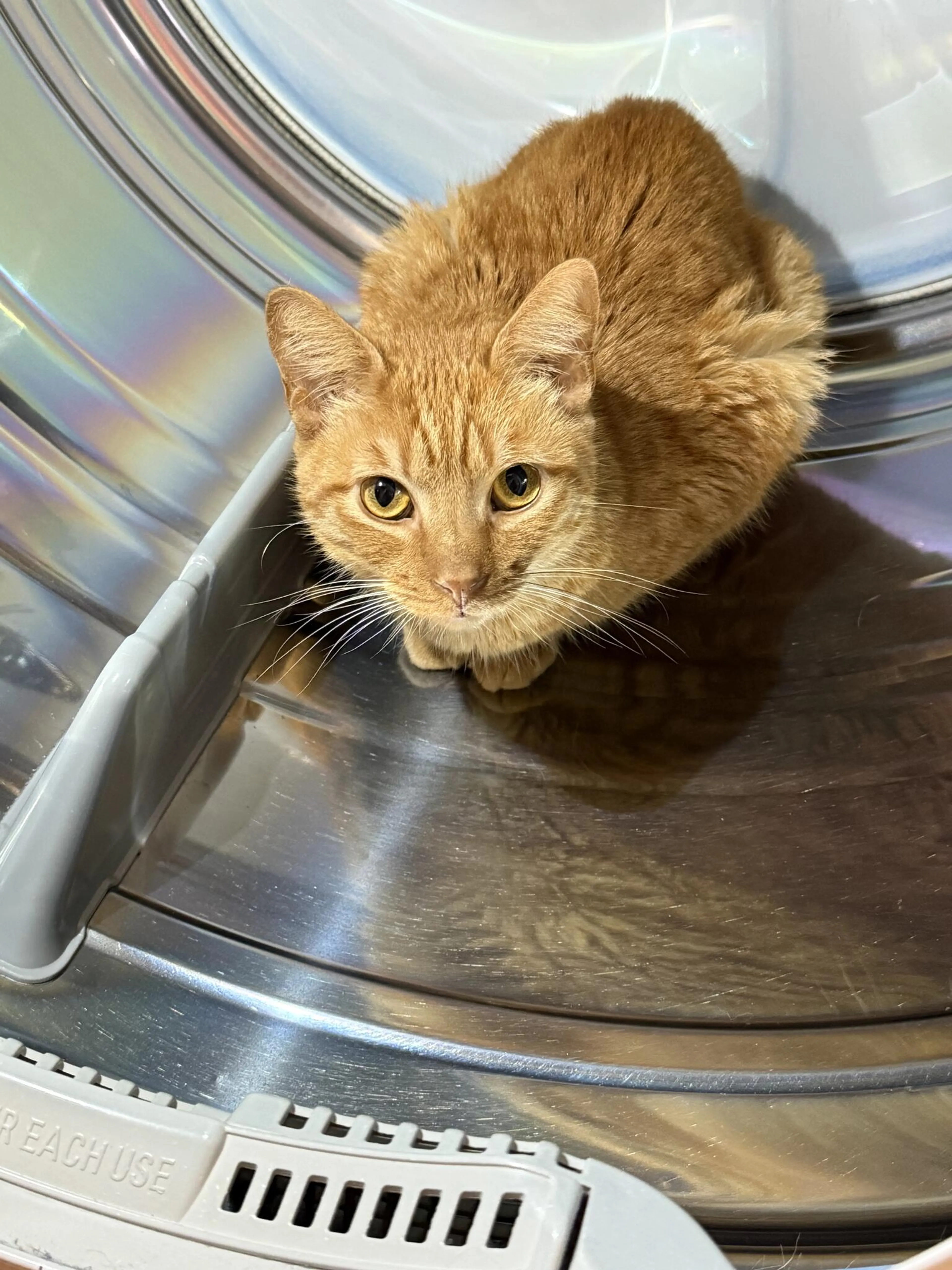 Lost pet