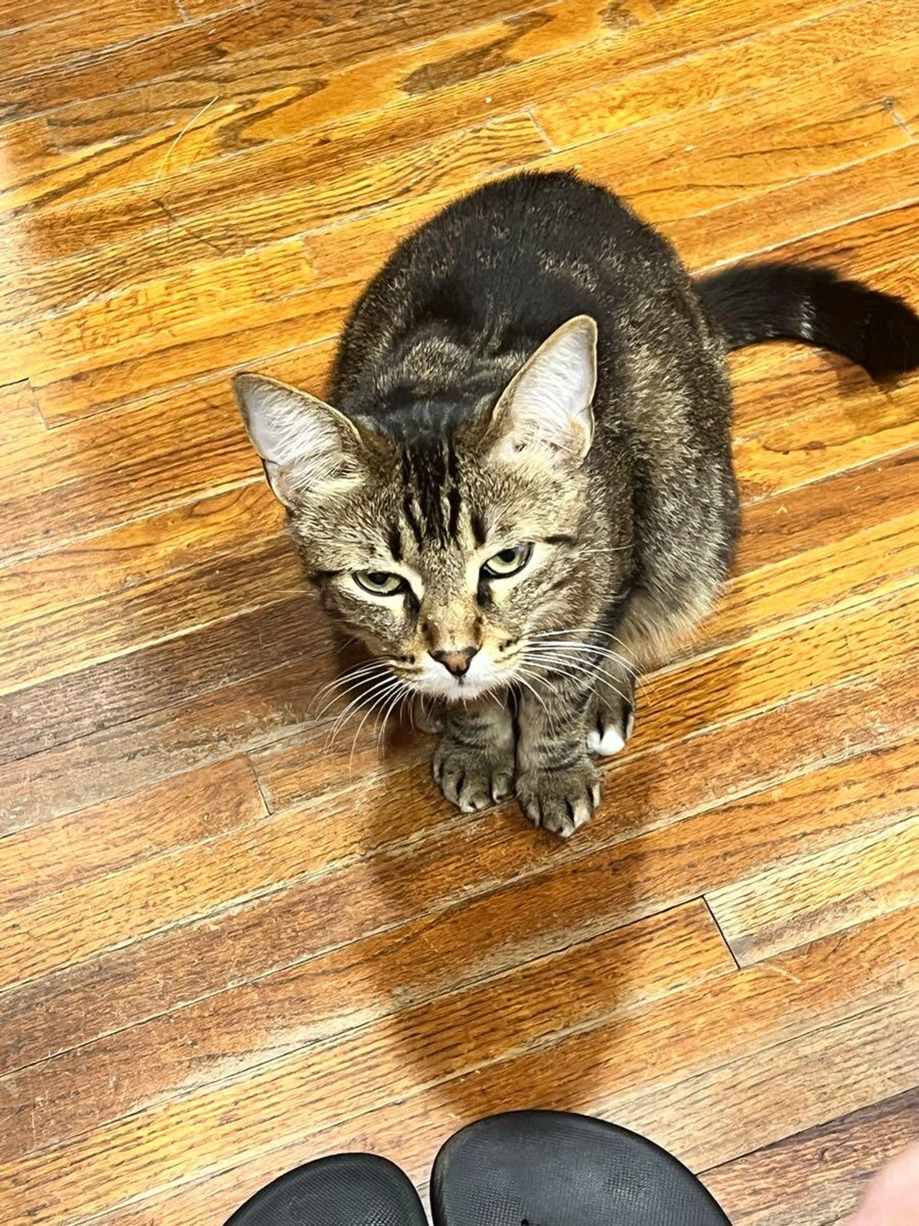 Lost pet