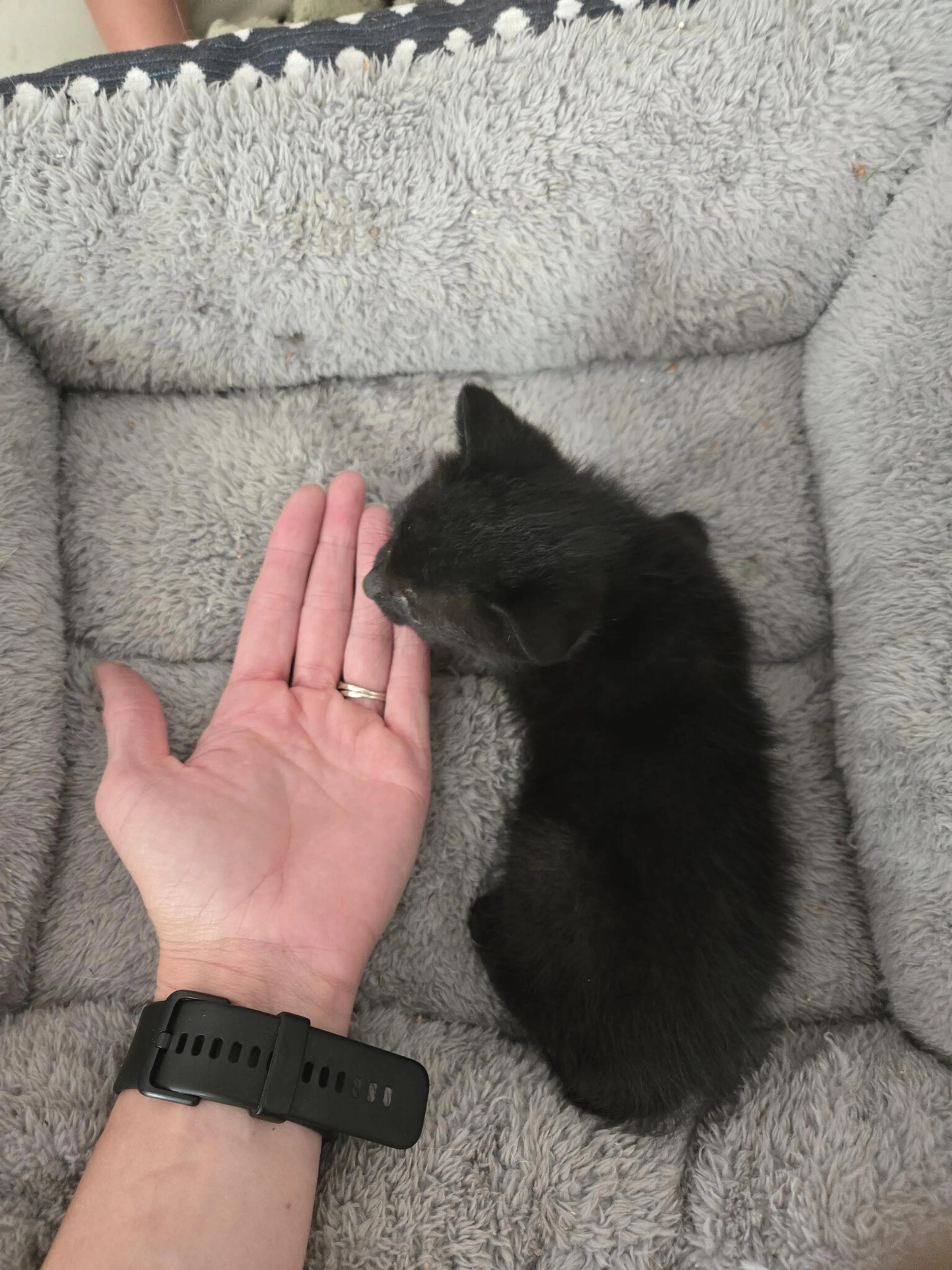 Found pet