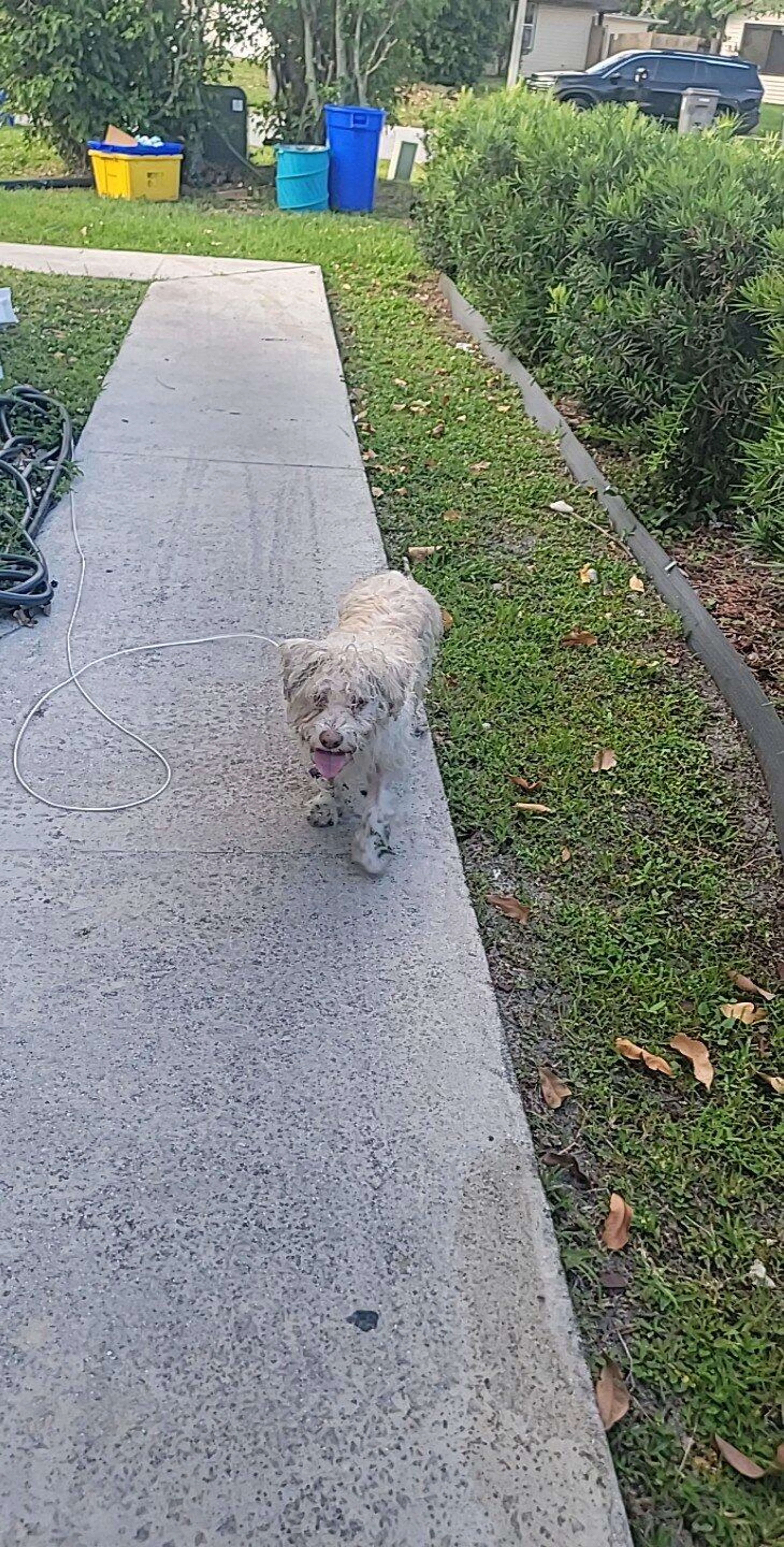 Found pet