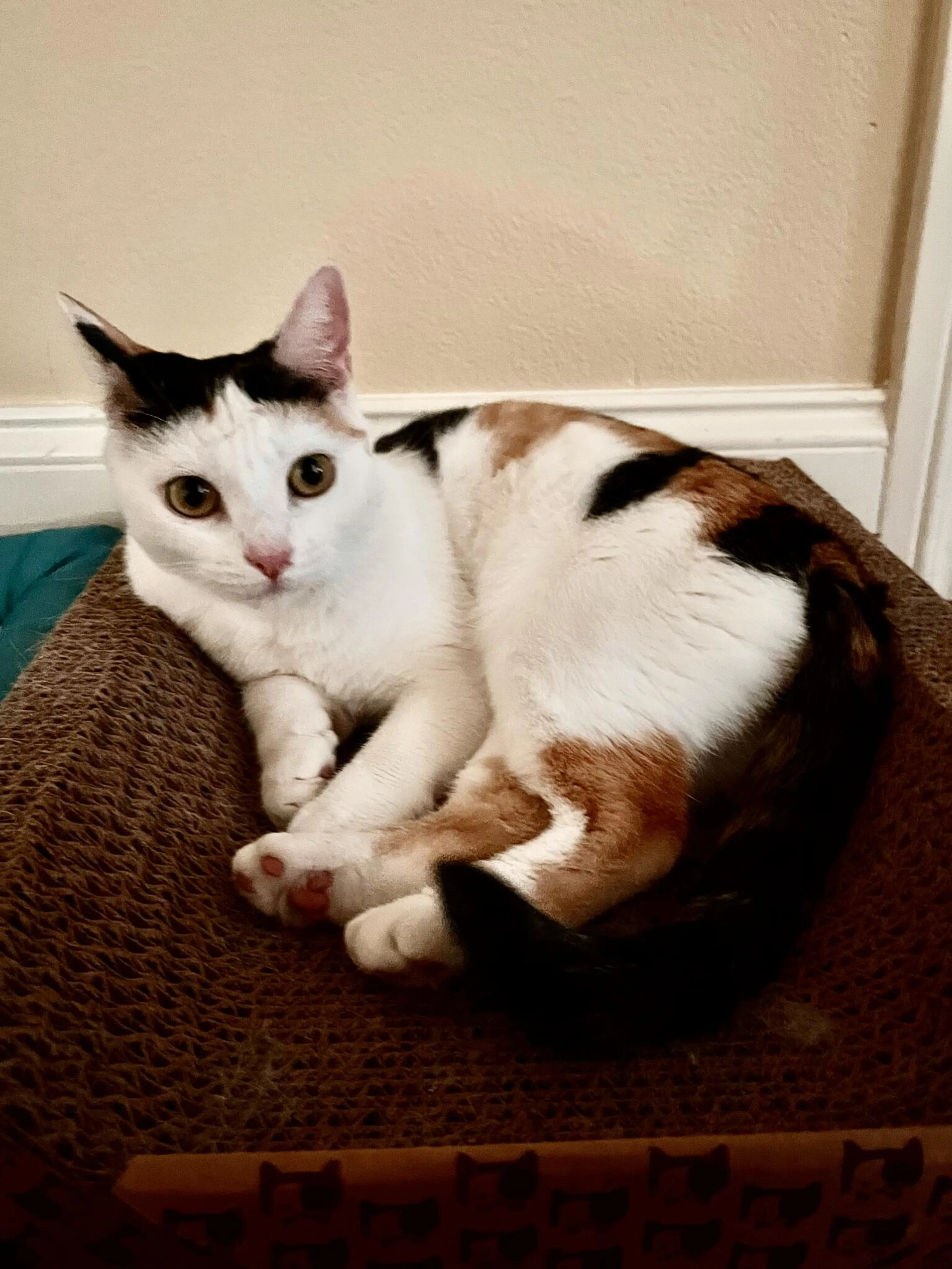 Lost pet