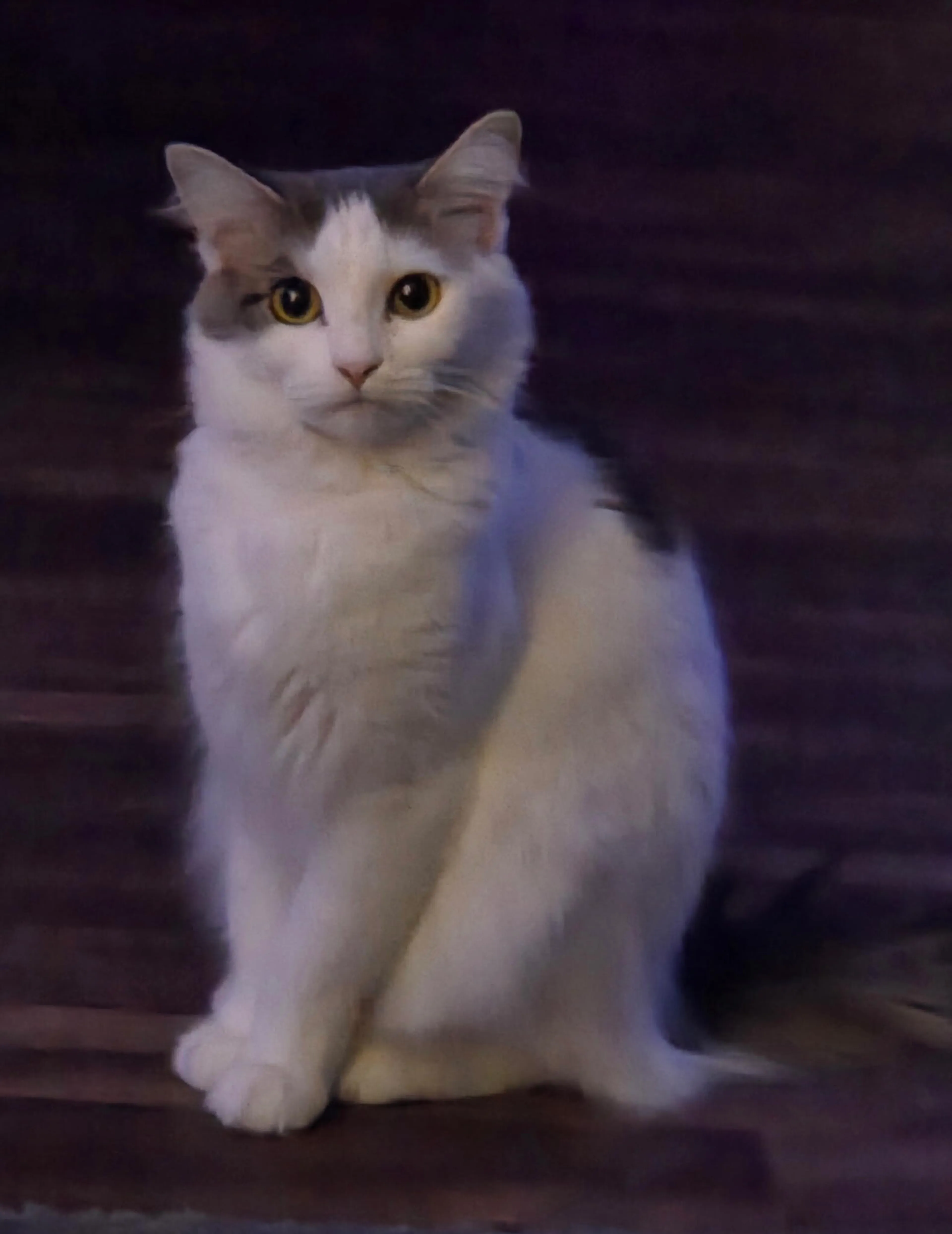 Lost pet