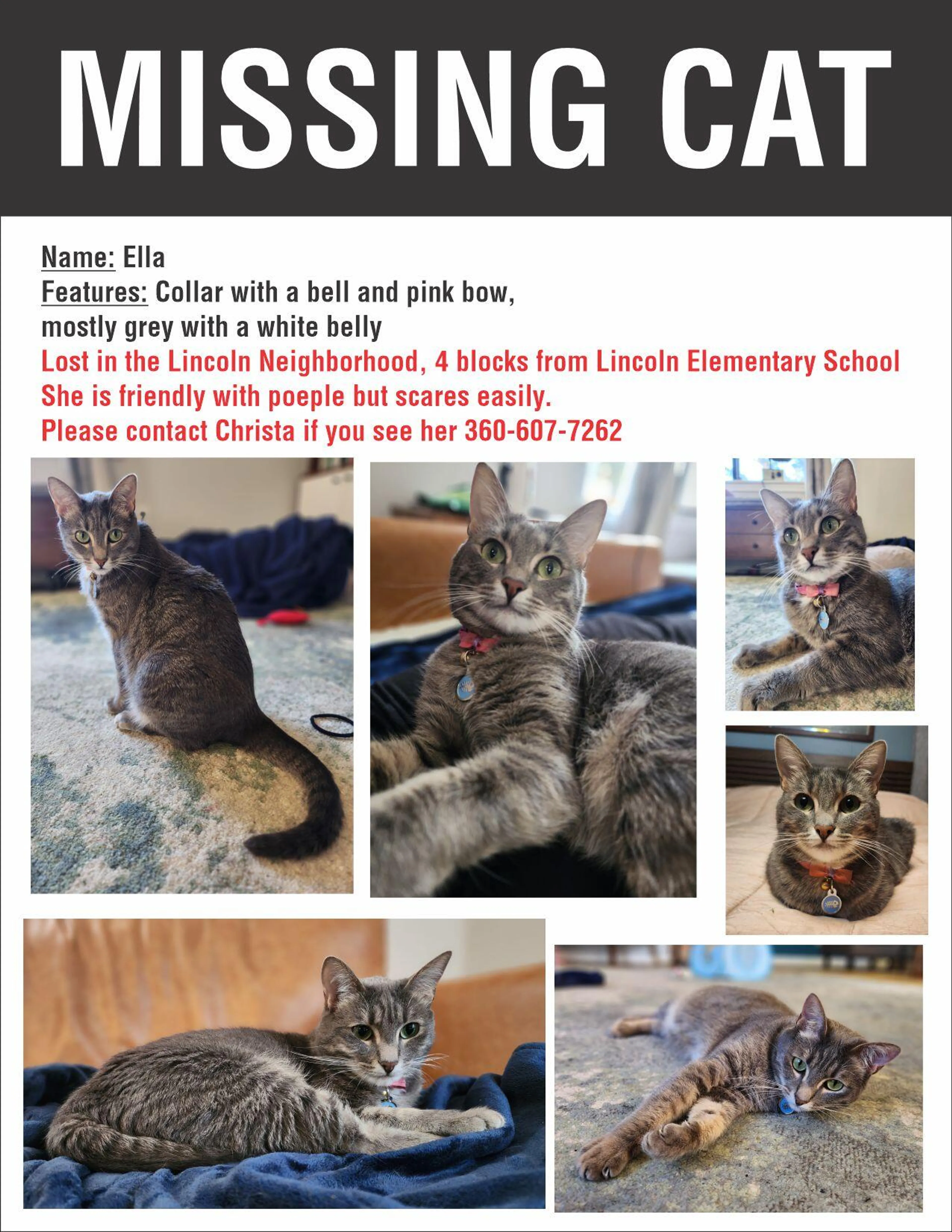 Lost pet