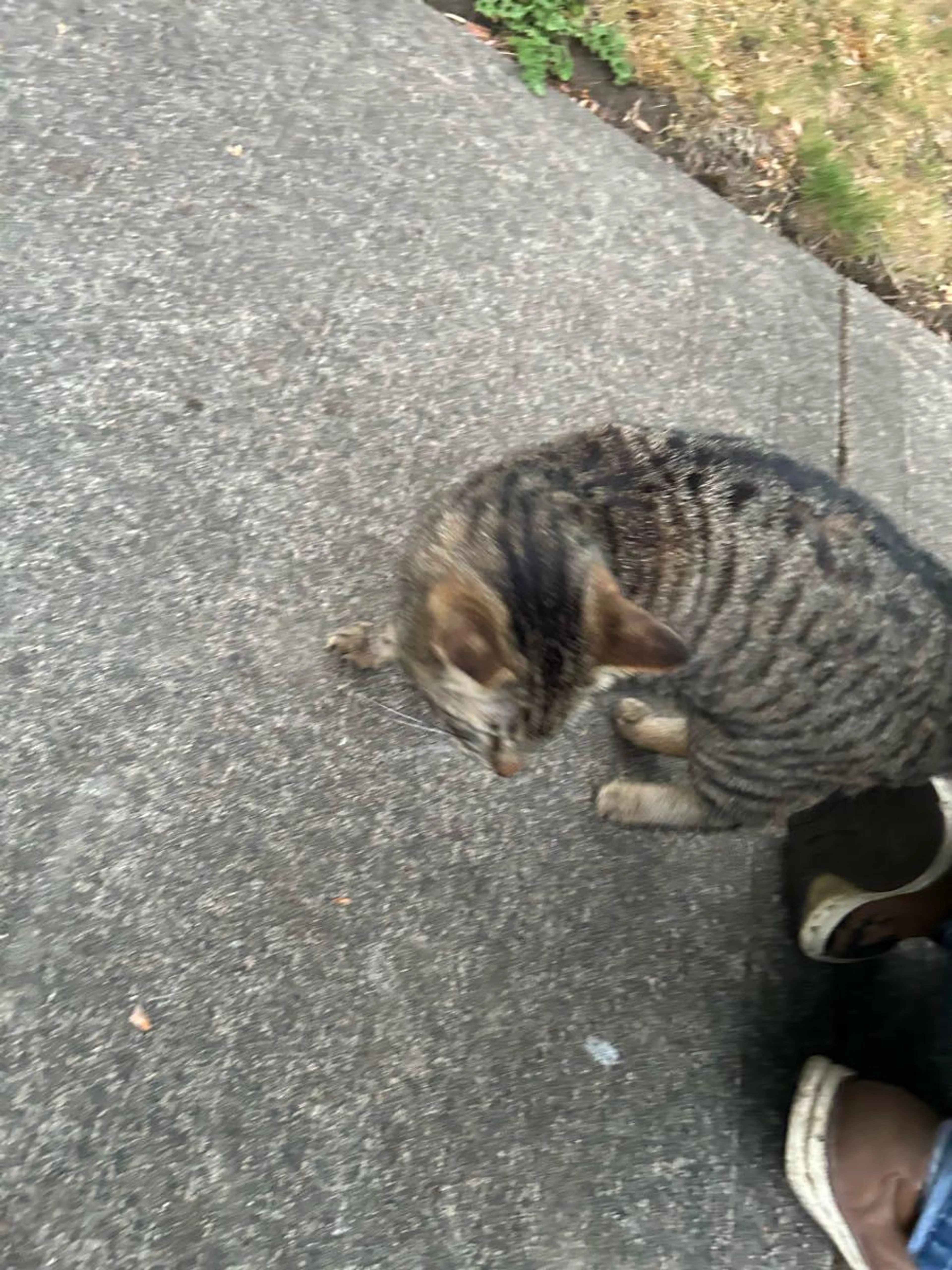Found pet