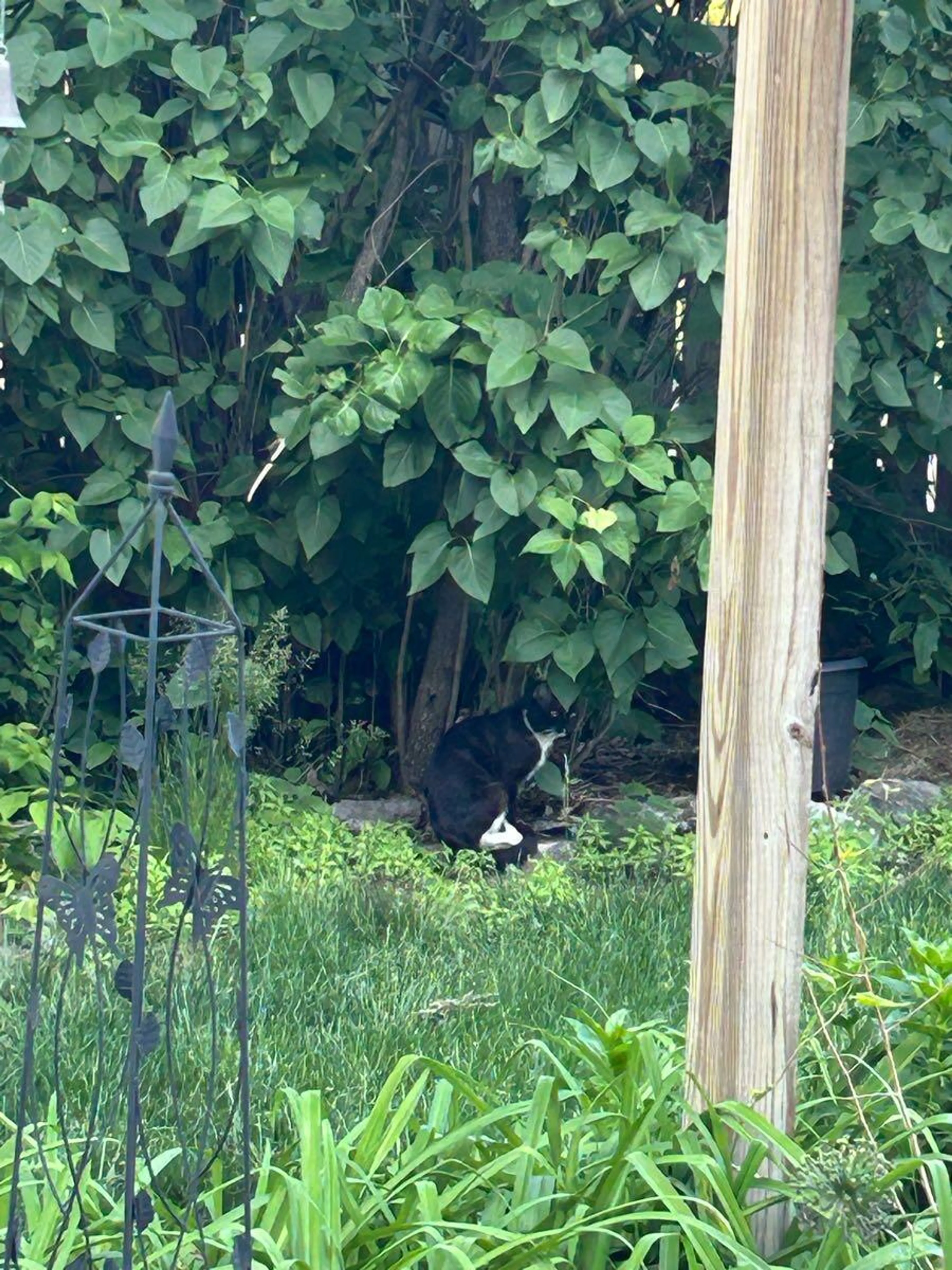 Found pet