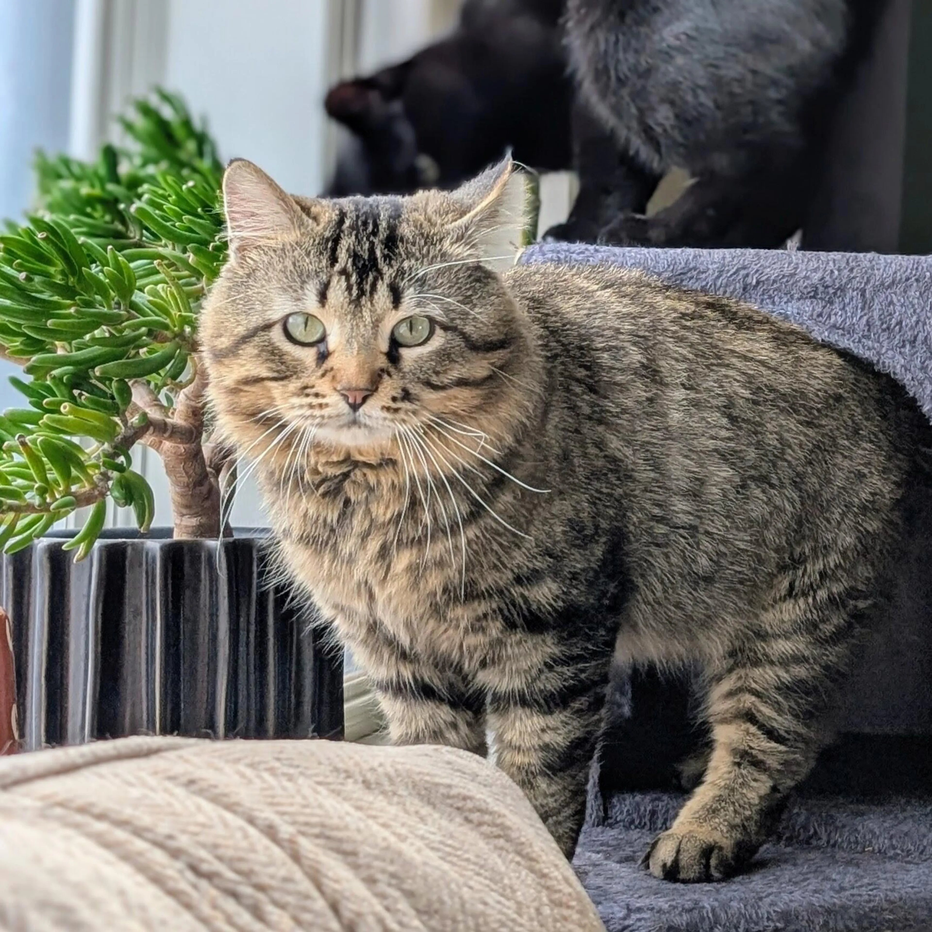 Lost pet