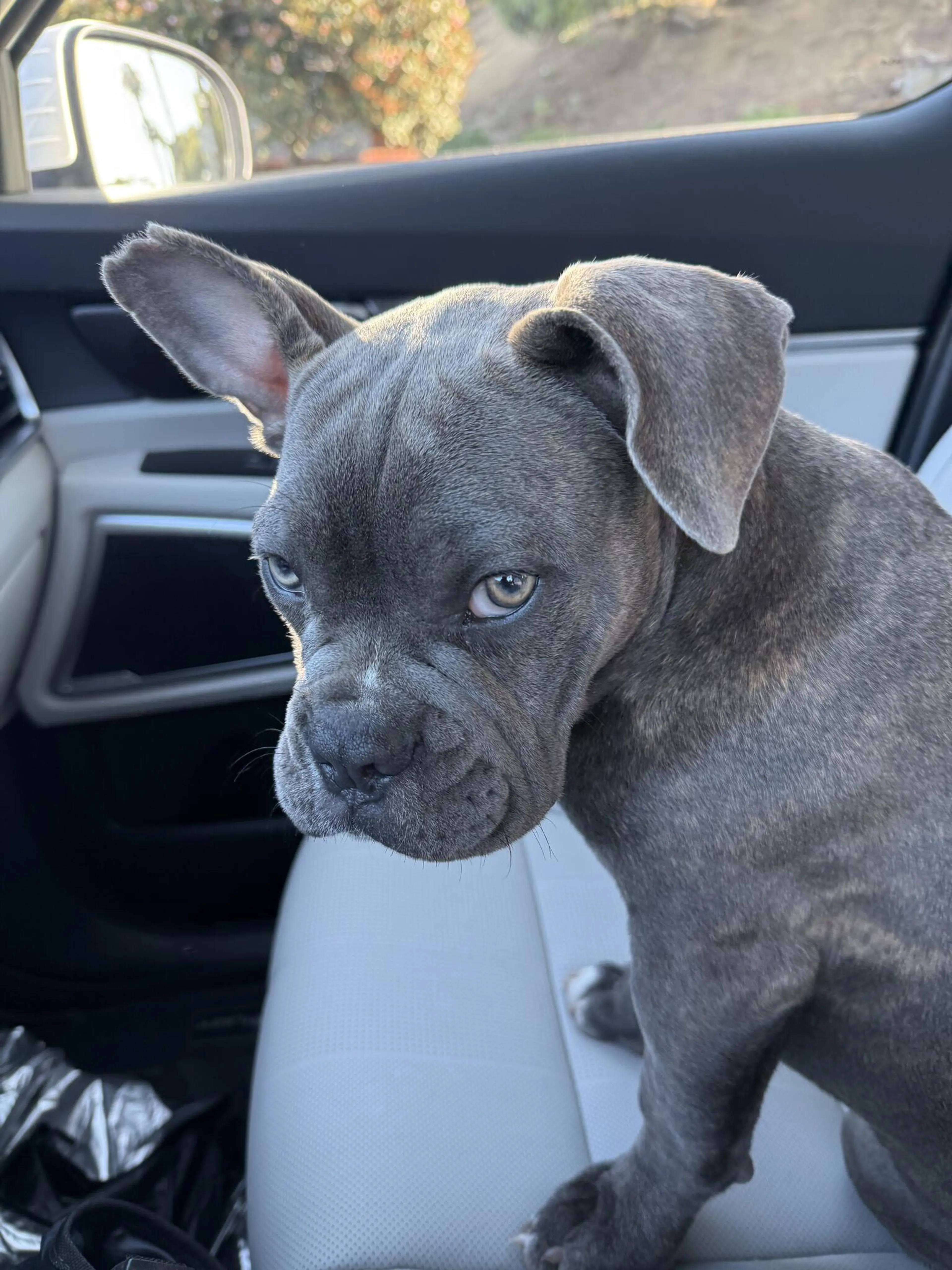 Found pet