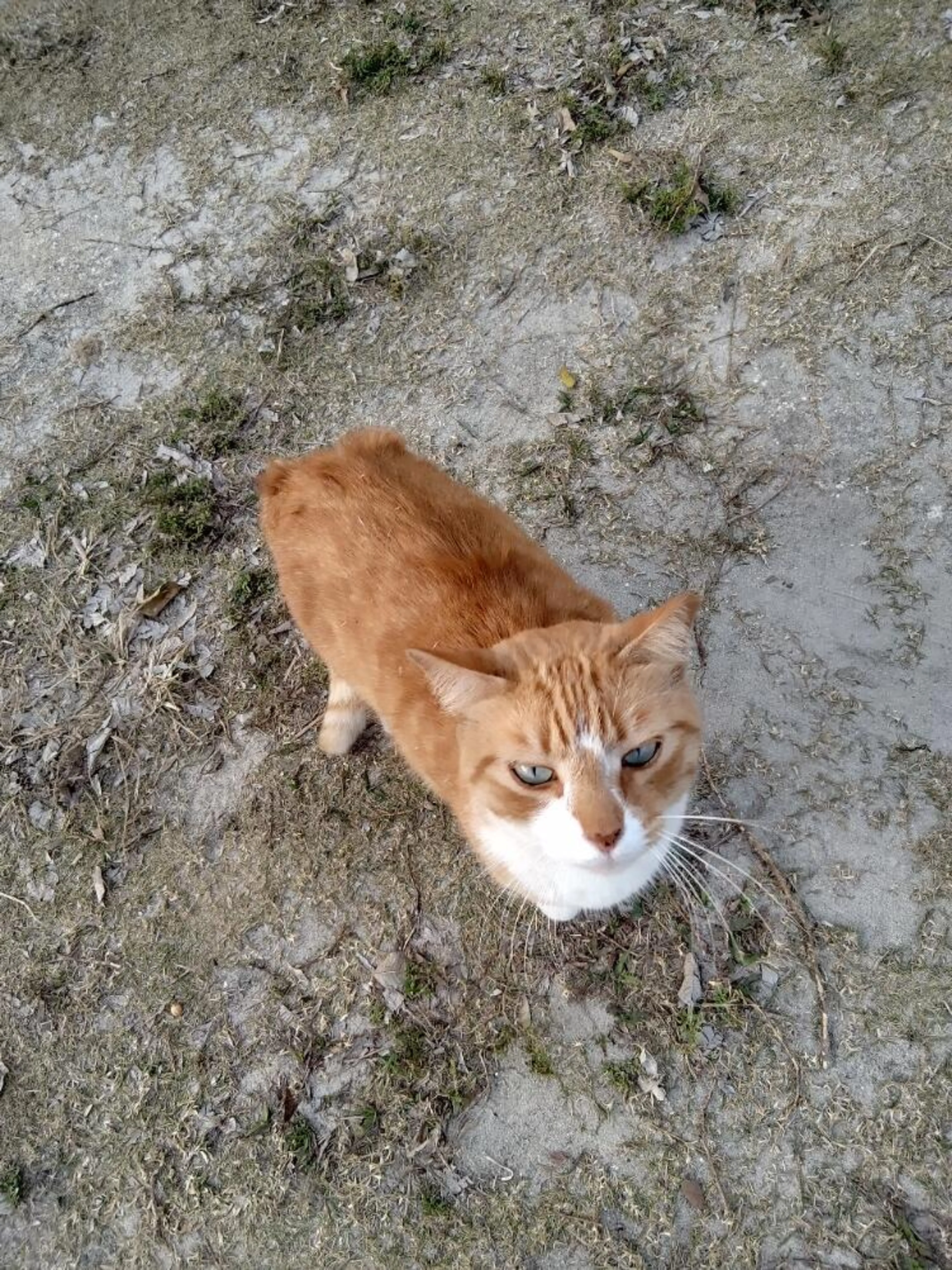 Found pet