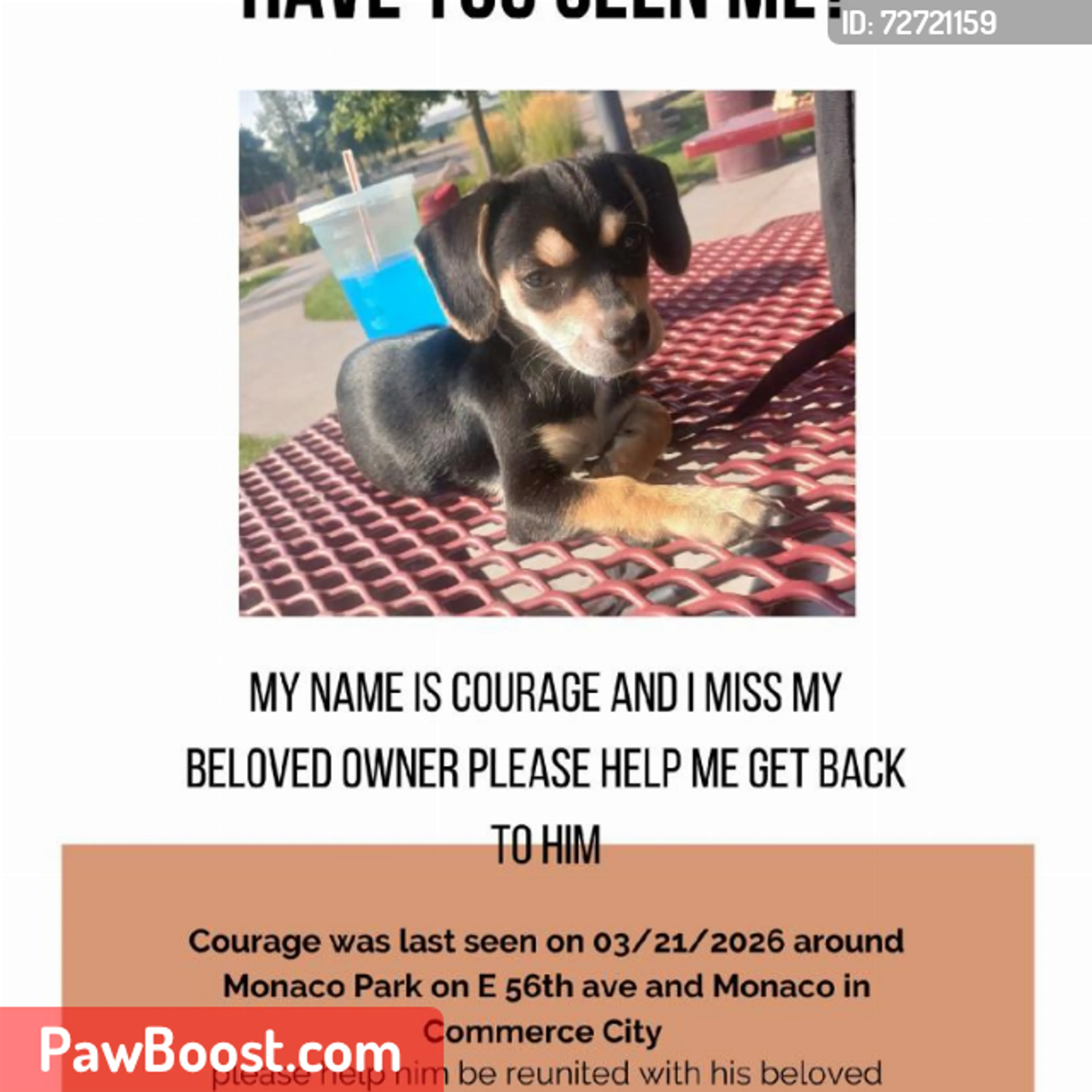 Lost pet