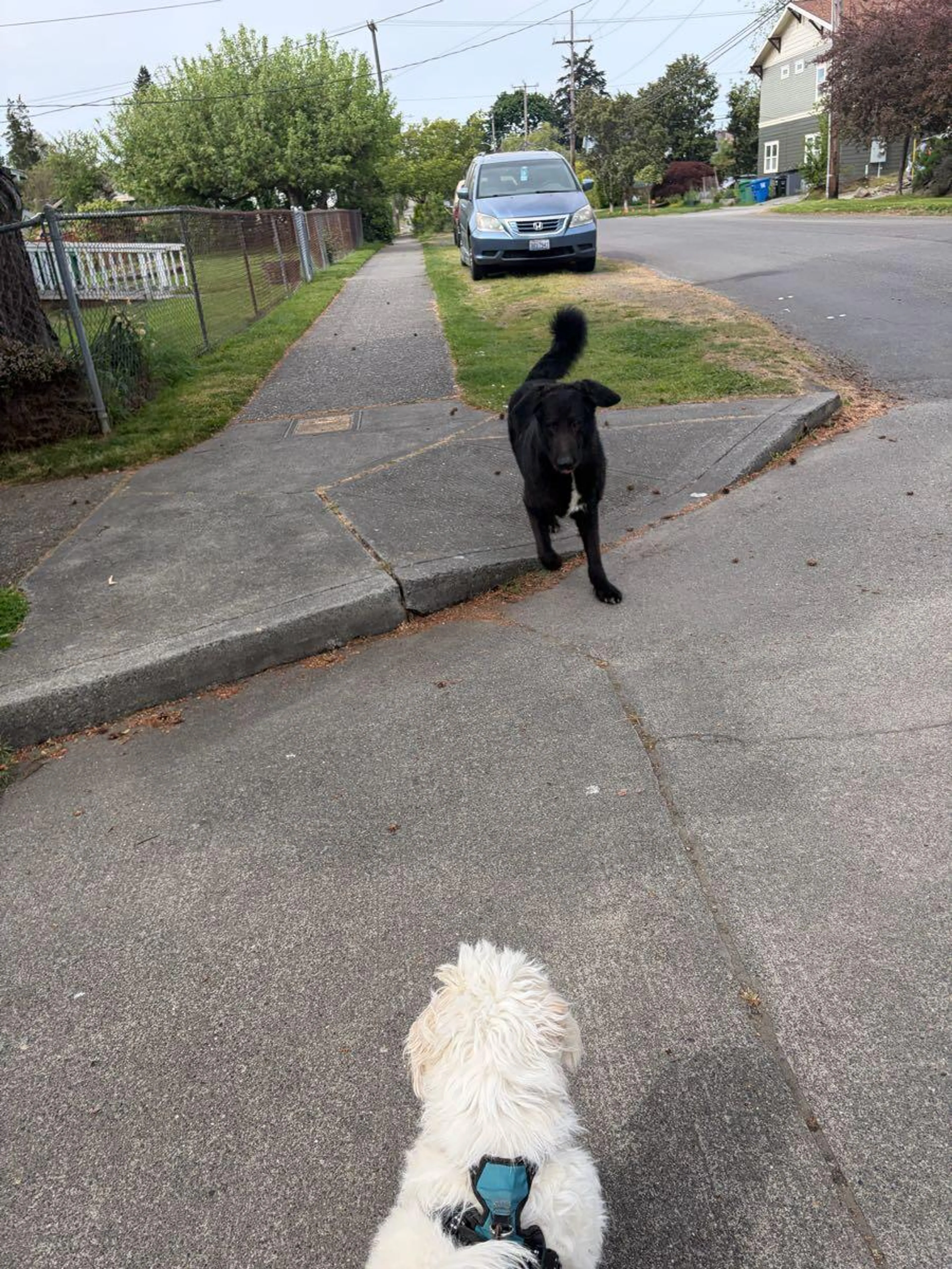 Found pet
