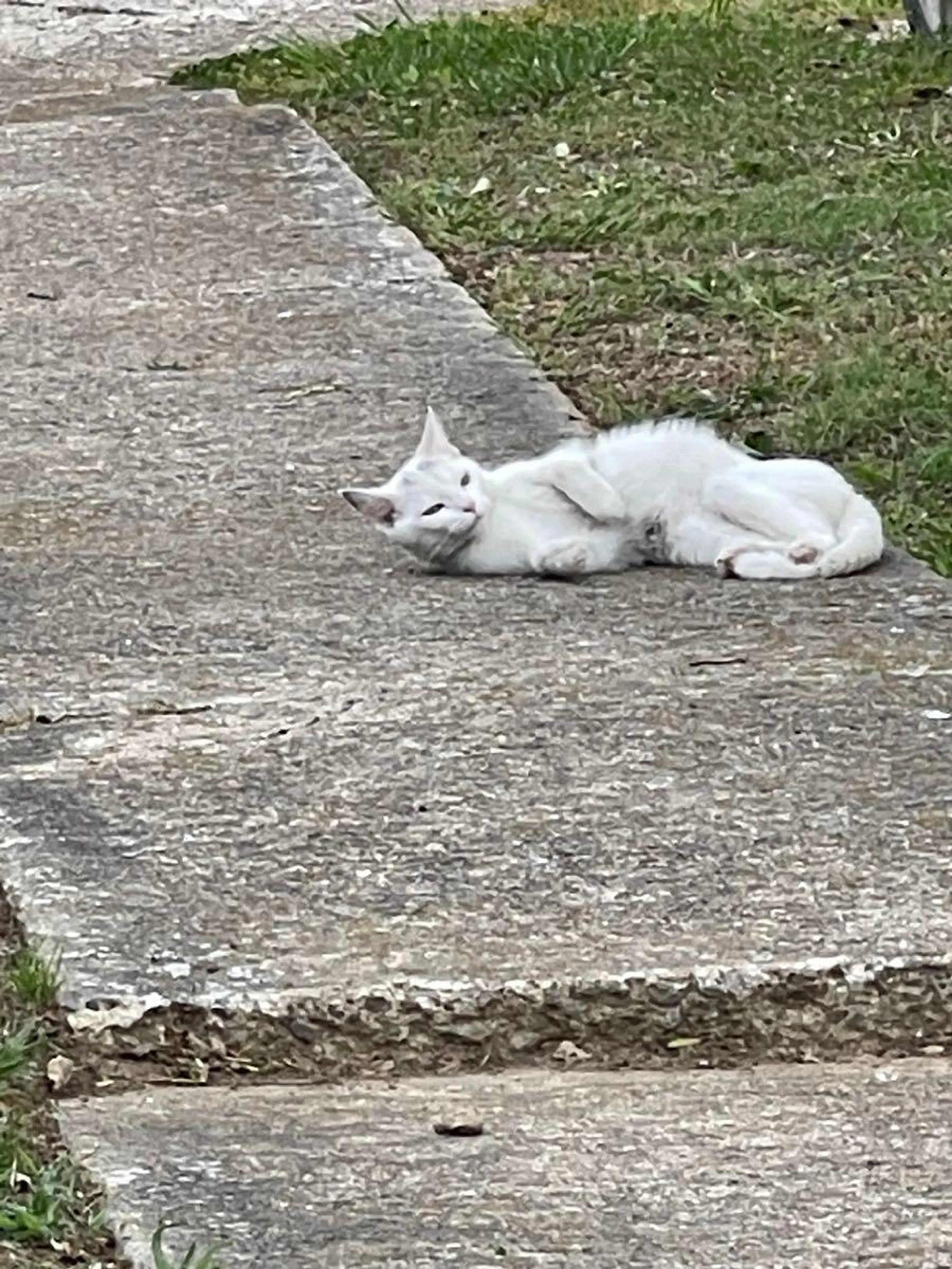 Found pet
