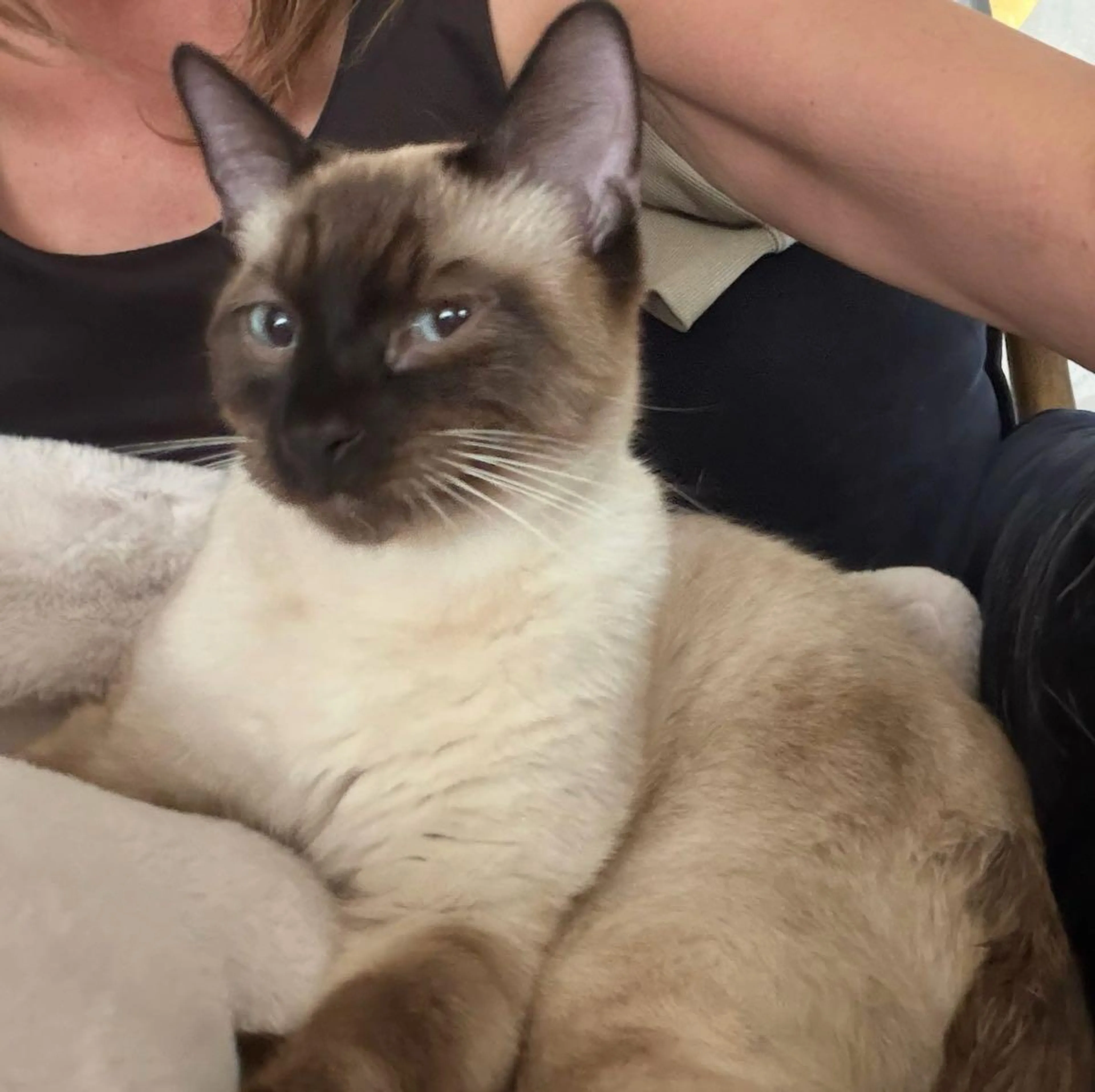 Lost pet