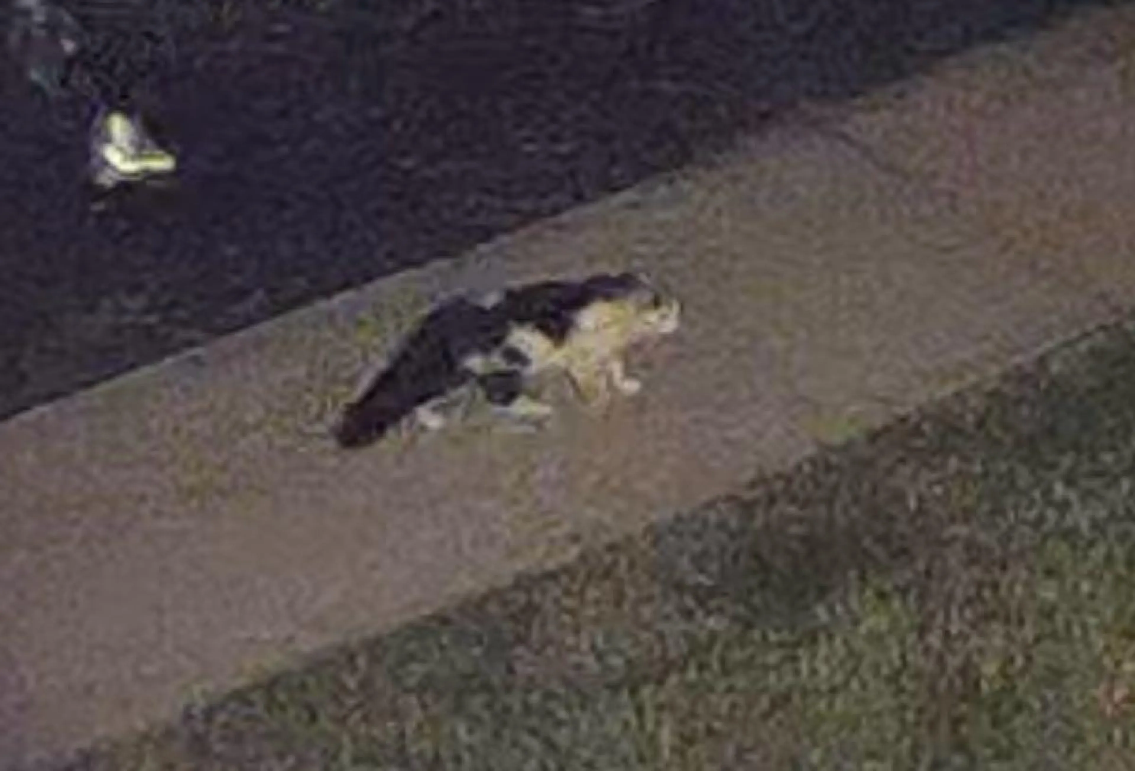 Found pet